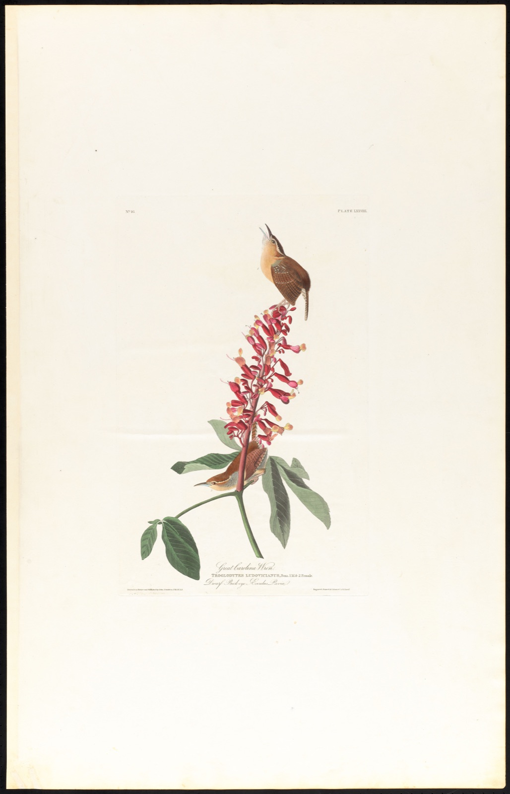 Great Carolina wren — Audubon, John James, 1785-1851 (Artist); Havell, Robert, 1793-1878 (Engraver)