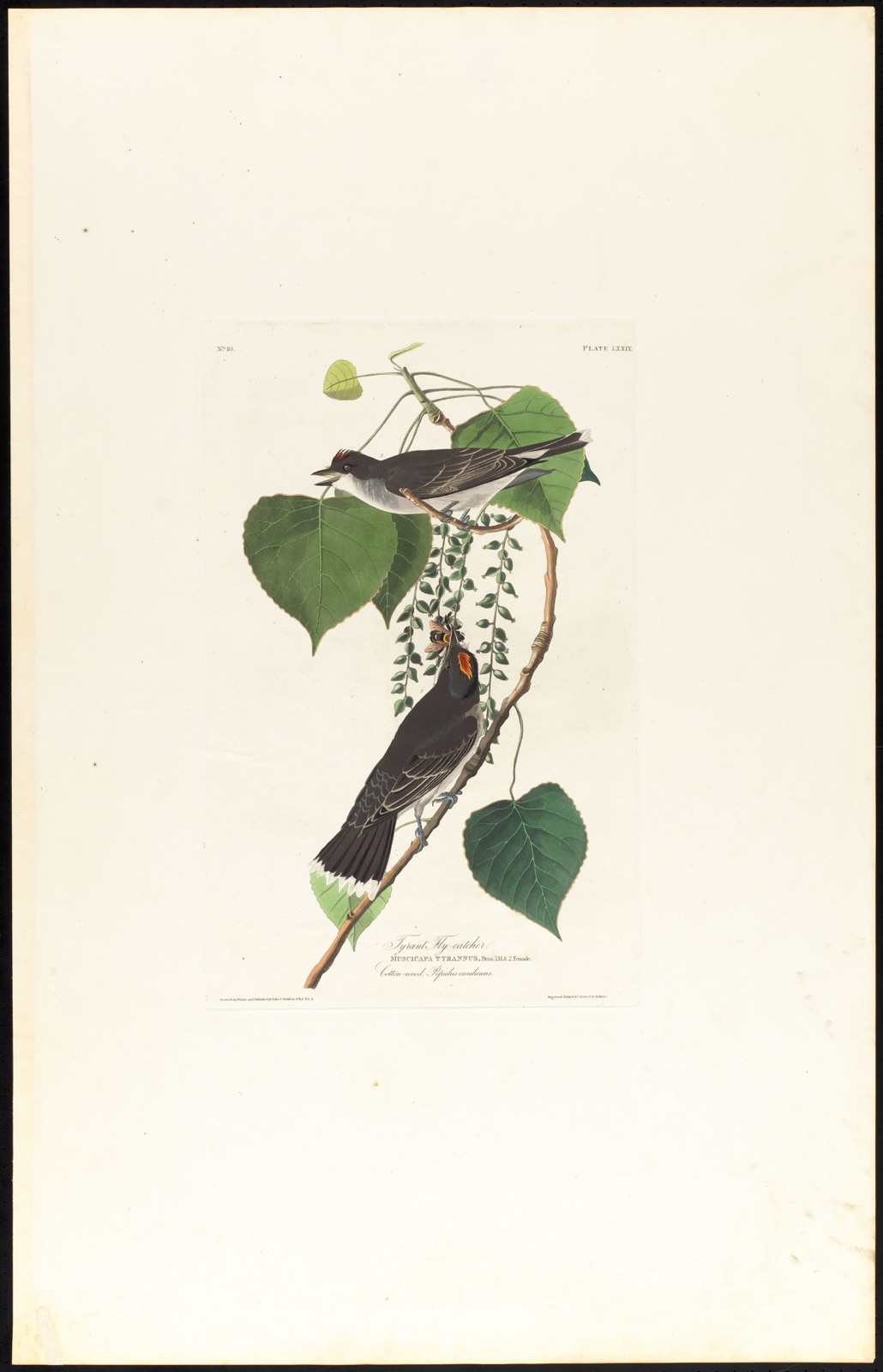 Tyrant fly-catcher — Audubon, John James, 1785-1851 (Artist); Havell, Robert, 1793-1878 (Engraver)