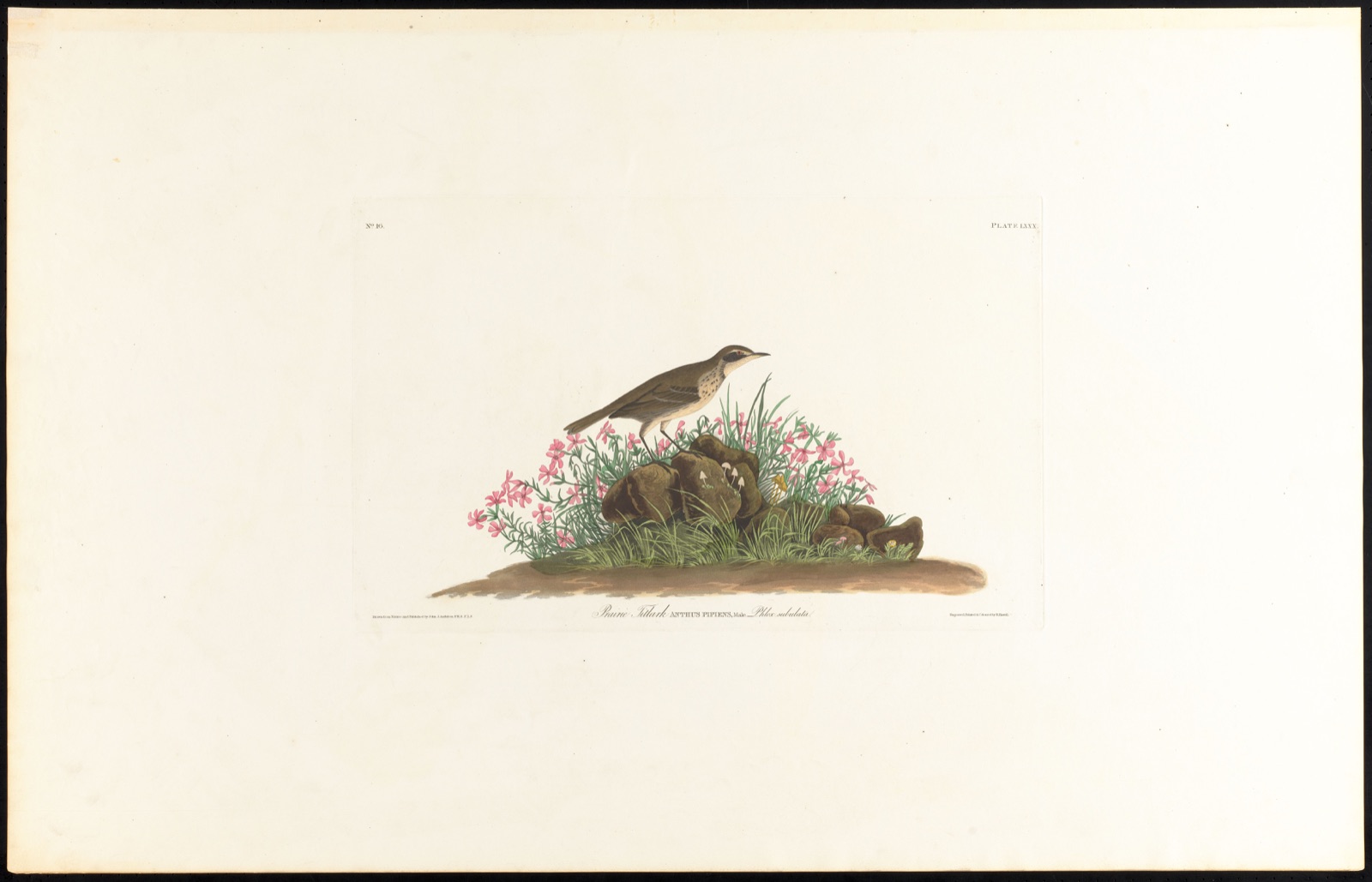 Prairie titlark — Audubon, John James, 1785-1851 (Artist); Havell, Robert, 1793-1878 (Engraver)