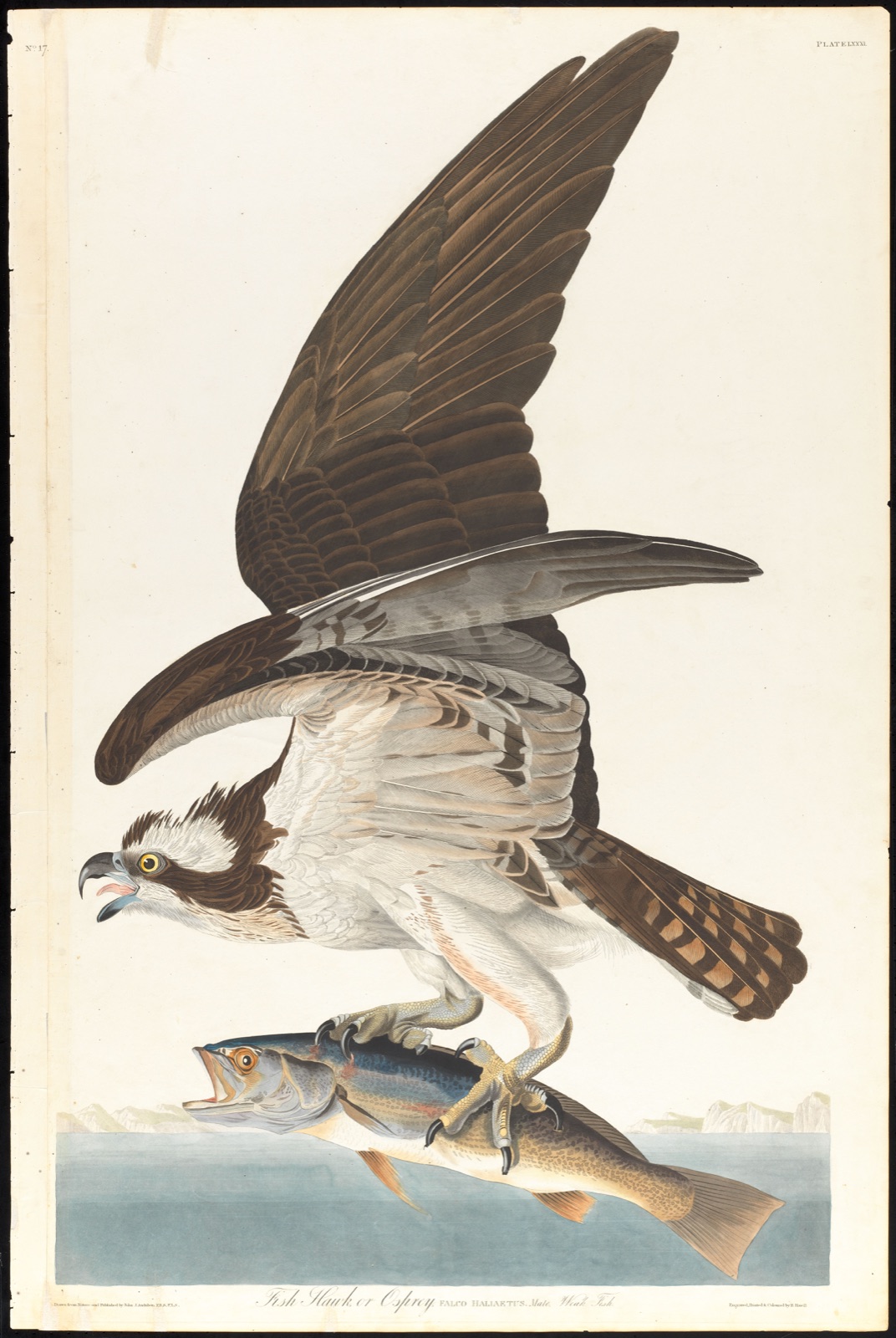 Fish hawk or osprey — Audubon, John James, 1785-1851 (Artist); Havell, Robert, 1793-1878 (Engraver)