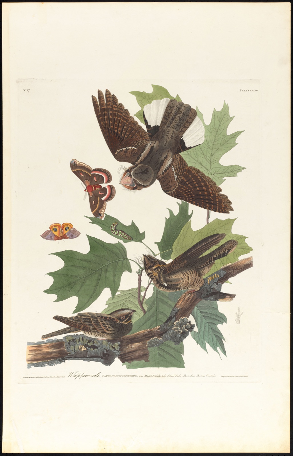 Whip-poor-will — Audubon, John James, 1785-1851 (Artist); Havell, Robert, 1793-1878 (Engraver)