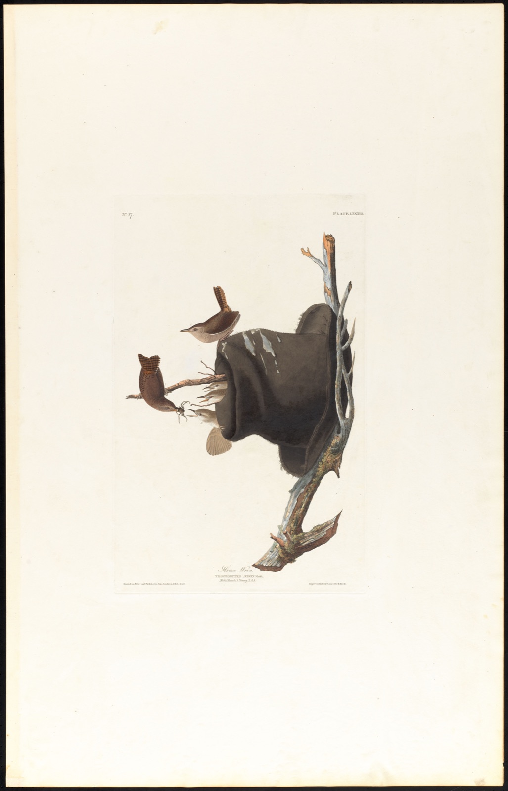 House wren — Audubon, John James, 1785-1851 (Artist); Havell, Robert, 1793-1878 (Engraver)