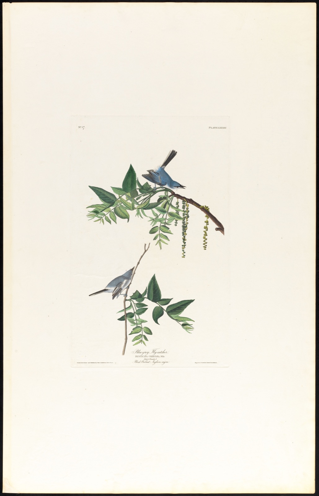 Blue-grey flycatcher — Audubon, John James, 1785-1851 (Artist); Havell, Robert, 1793-1878 (Engraver)