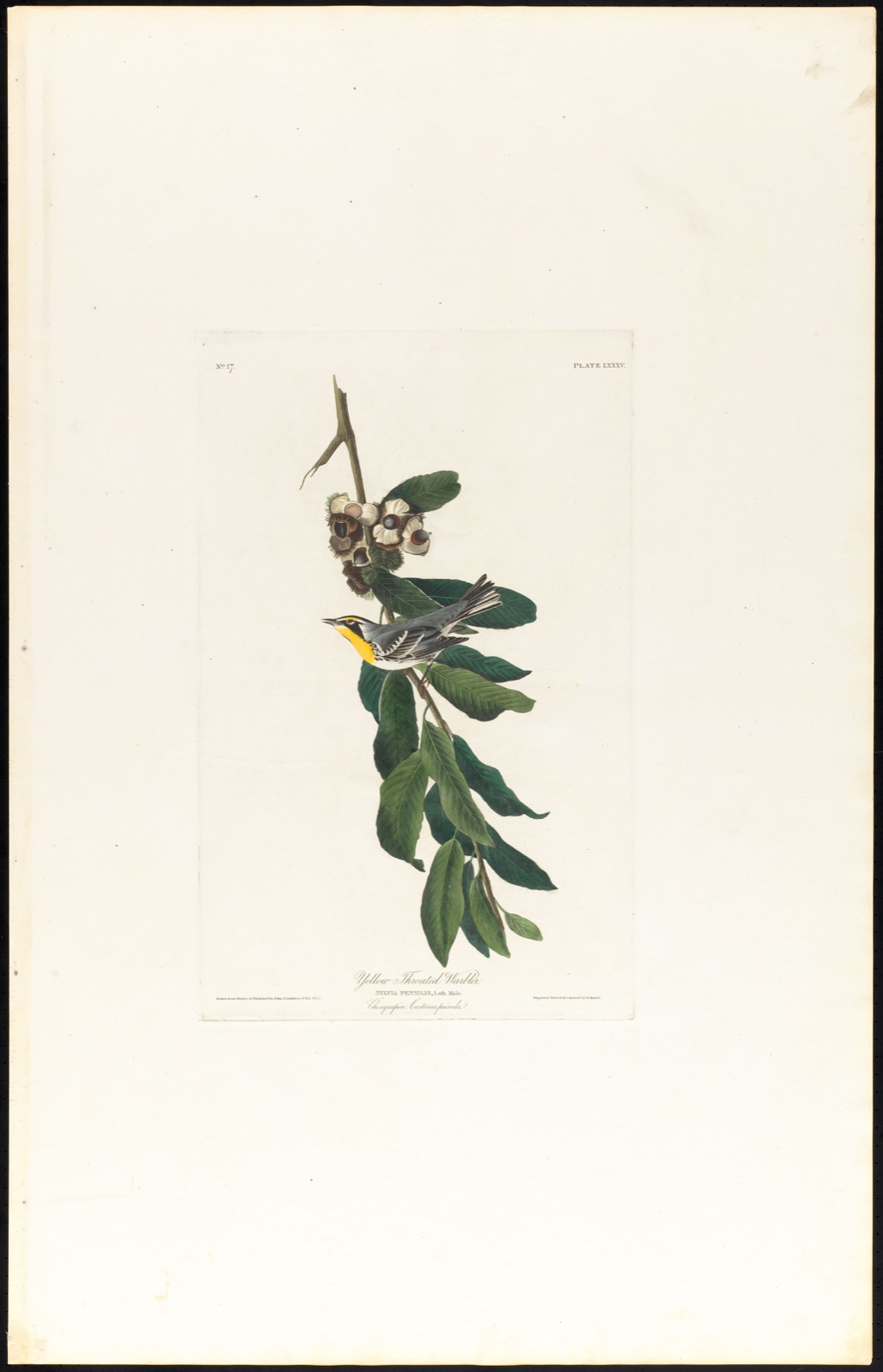 Yellow throated warbler — Audubon, John James, 1785-1851 (Artist); Havell, Robert, 1793-1878 (Engraver)