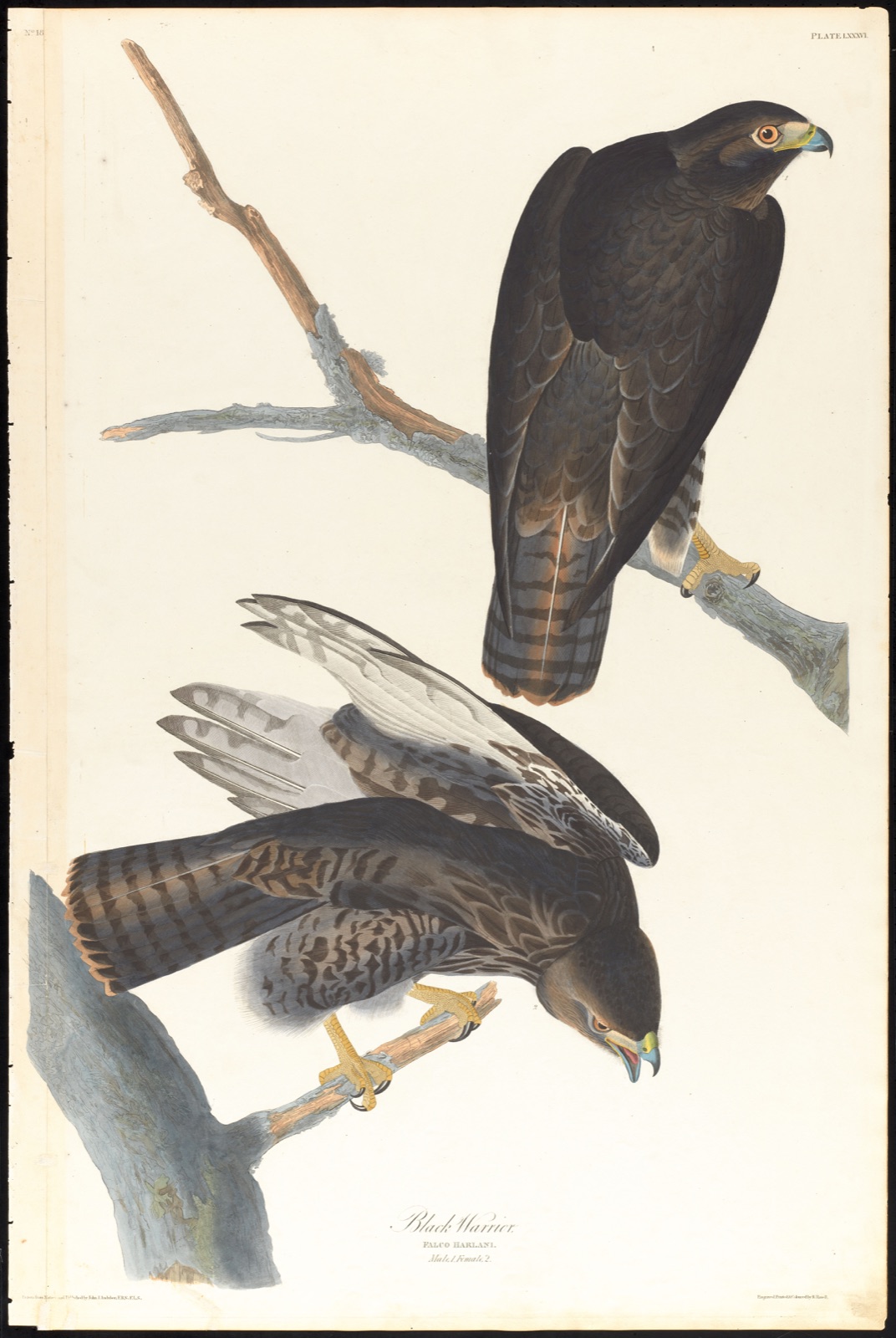 Black warrior — Audubon, John James, 1785-1851 (Artist); Havell, Robert, 1793-1878 (Engraver)