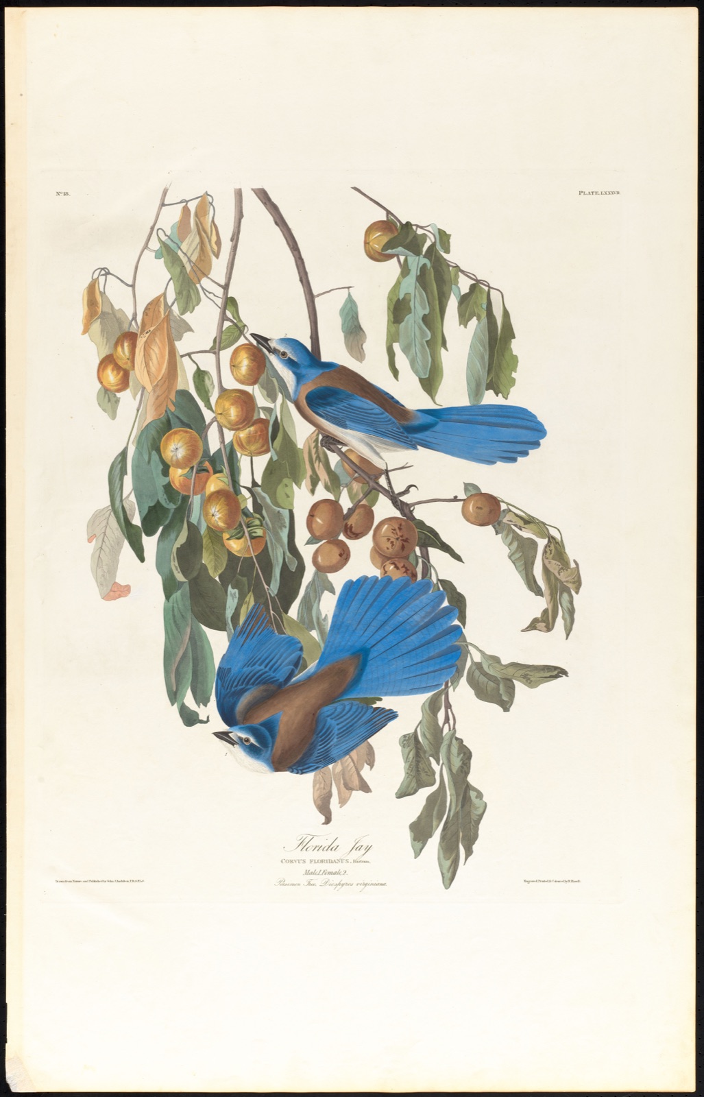 Florida jay — Audubon, John James, 1785-1851 (Artist); Havell, Robert, 1793-1878 (Engraver)