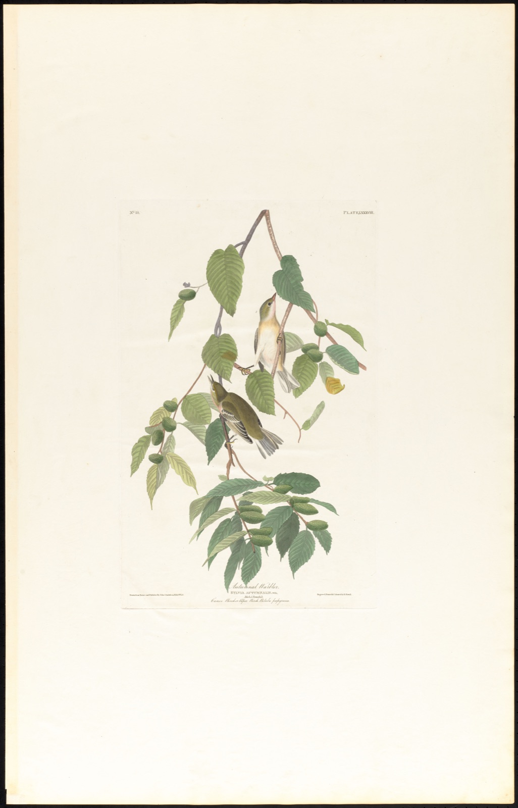 Autumnal warbler — Audubon, John James, 1785-1851 (Artist); Havell, Robert, 1793-1878 (Engraver)