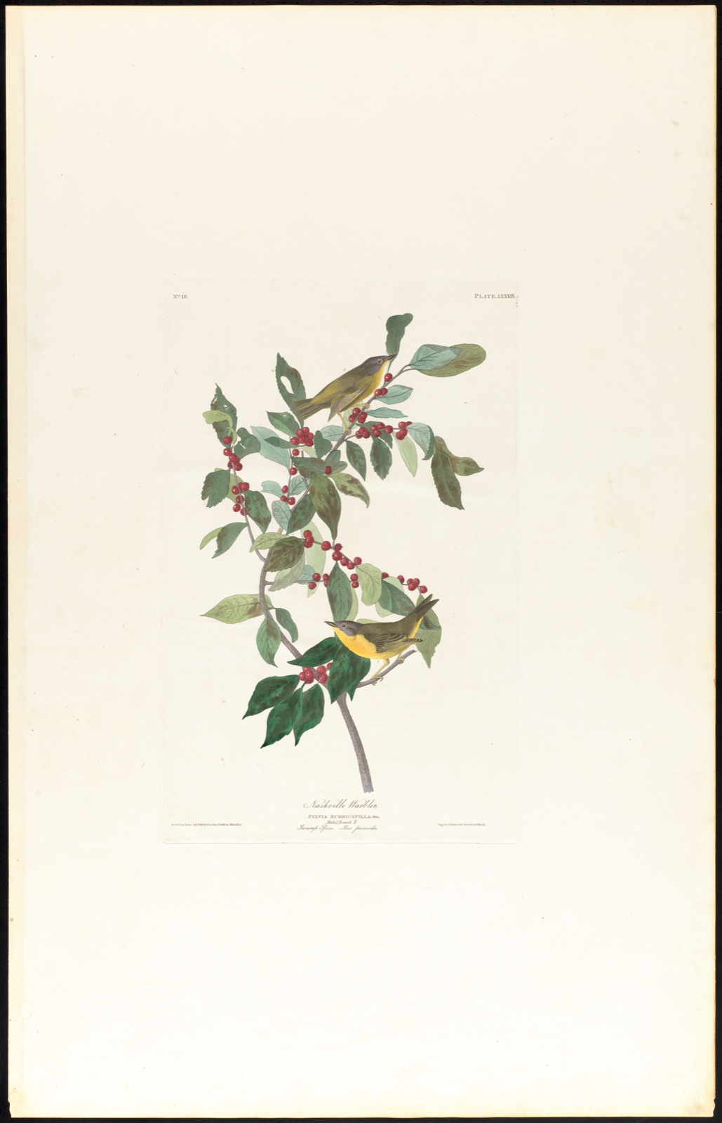 Nashville warbler — Audubon, John James, 1785-1851 (Artist); Havell, Robert, 1793-1878 (Engraver)