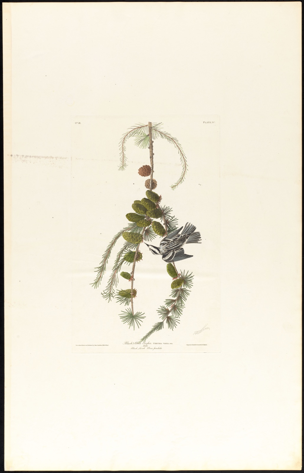 Black & white creeper — Audubon, John James, 1785-1851 (Artist); Havell, Robert, 1793-1878 (Engraver)