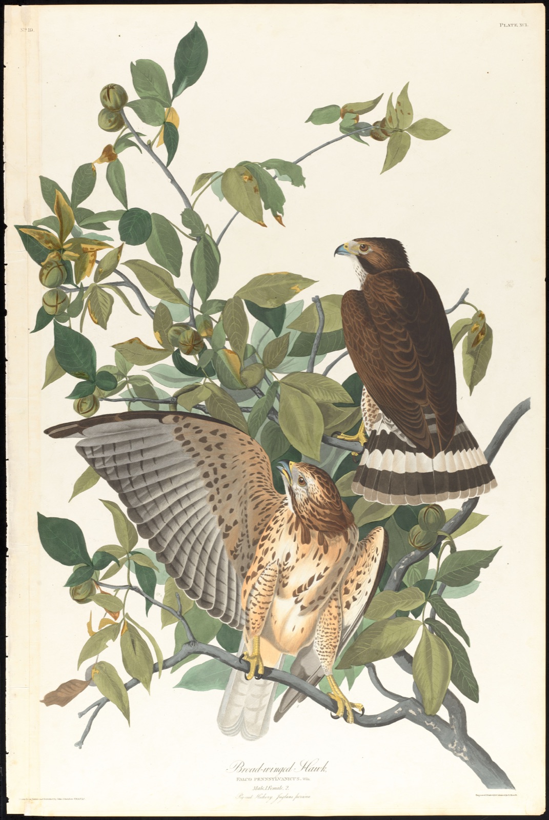 Broad-winged hawk — Audubon, John James, 1785-1851 (Artist); Havell, Robert, 1793-1878 (Engraver)