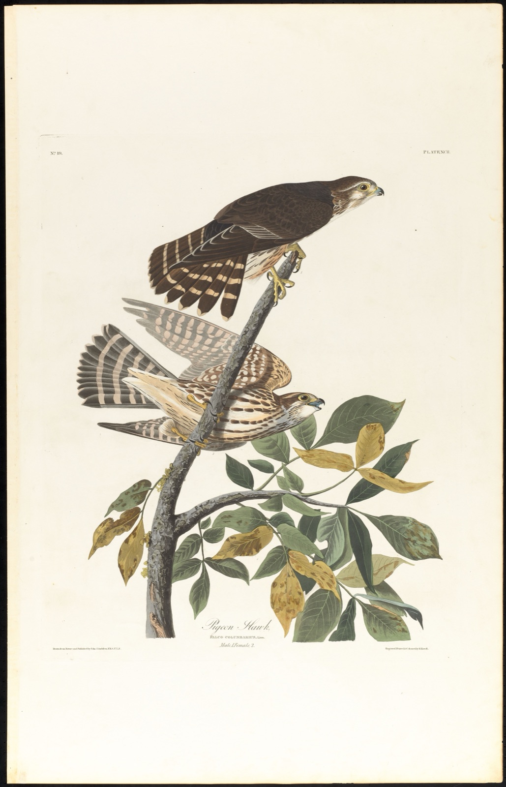 Pigeon hawk — Audubon, John James, 1785-1851 (Artist); Havell, Robert, 1793-1878 (Engraver)