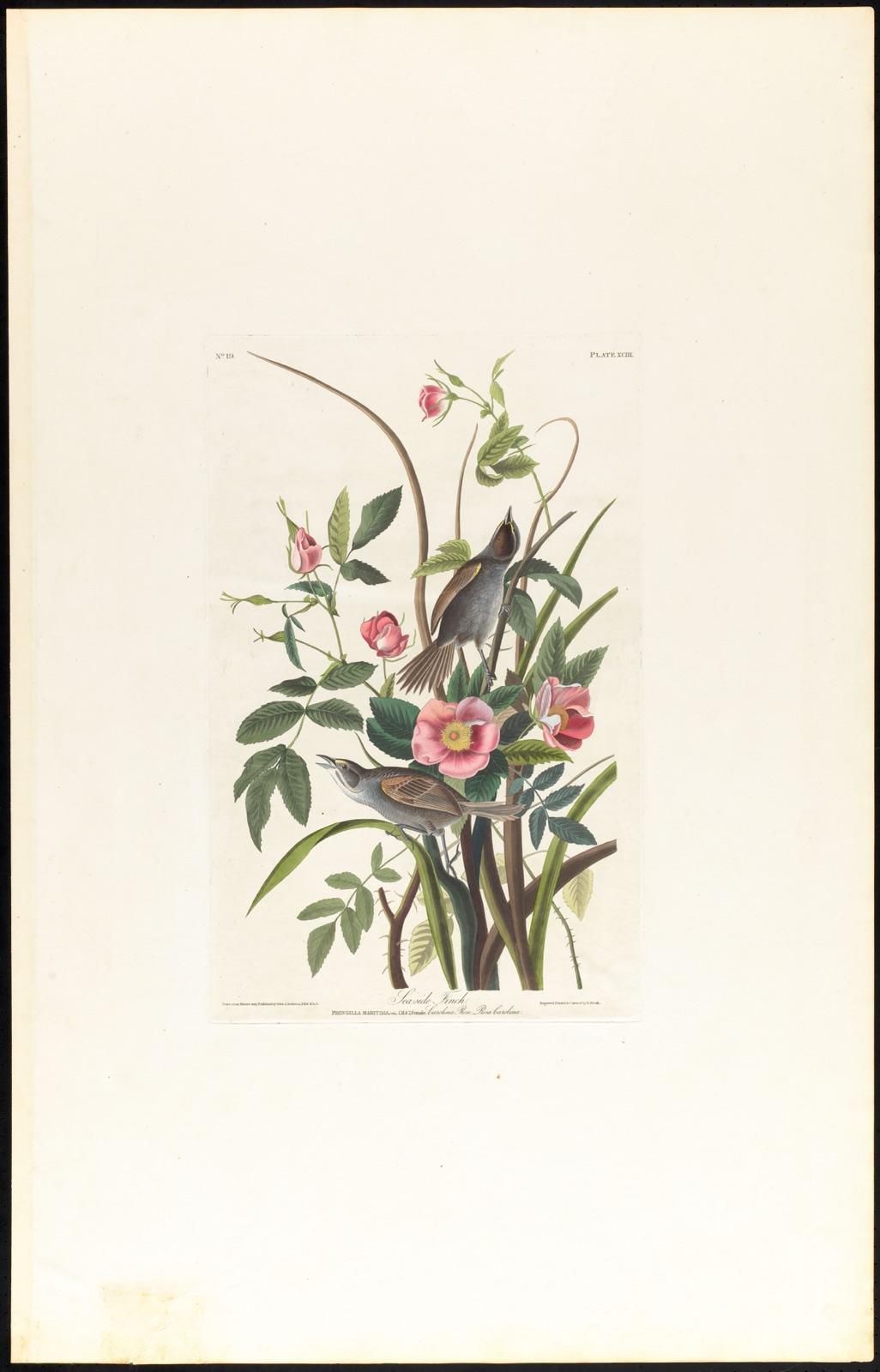 Sea-side finch — Audubon, John James, 1785-1851 (Artist); Havell, Robert, 1793-1878 (Engraver)