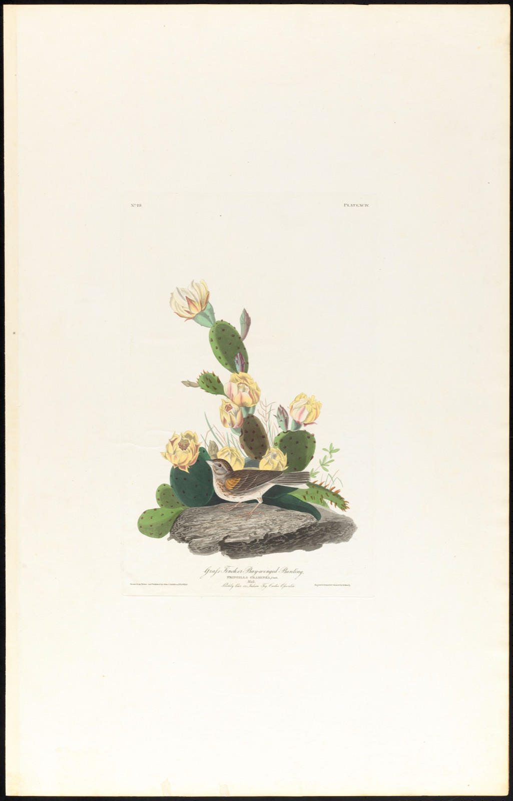 Grass finch or bay-winged bunting — Audubon, John James, 1785-1851 (Artist); Havell, Robert, 1793-1878 (Engraver)