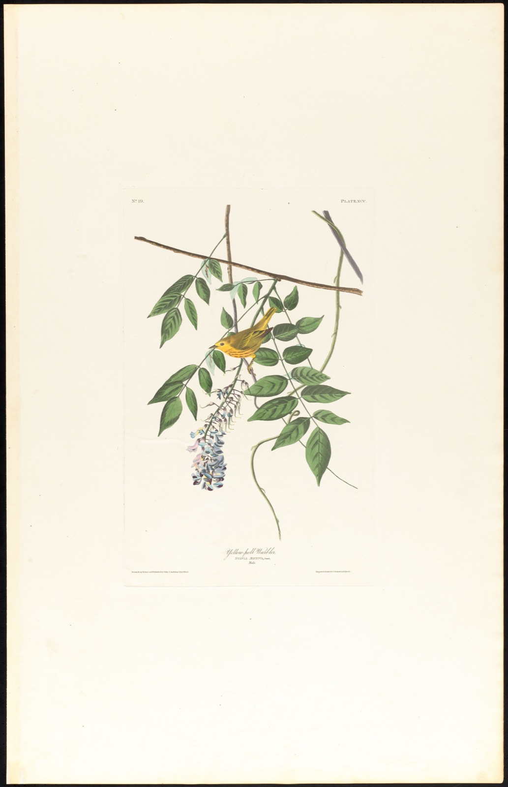 Yellow-poll warbler — Audubon, John James, 1785-1851 (Artist); Havell, Robert, 1793-1878 (Engraver)