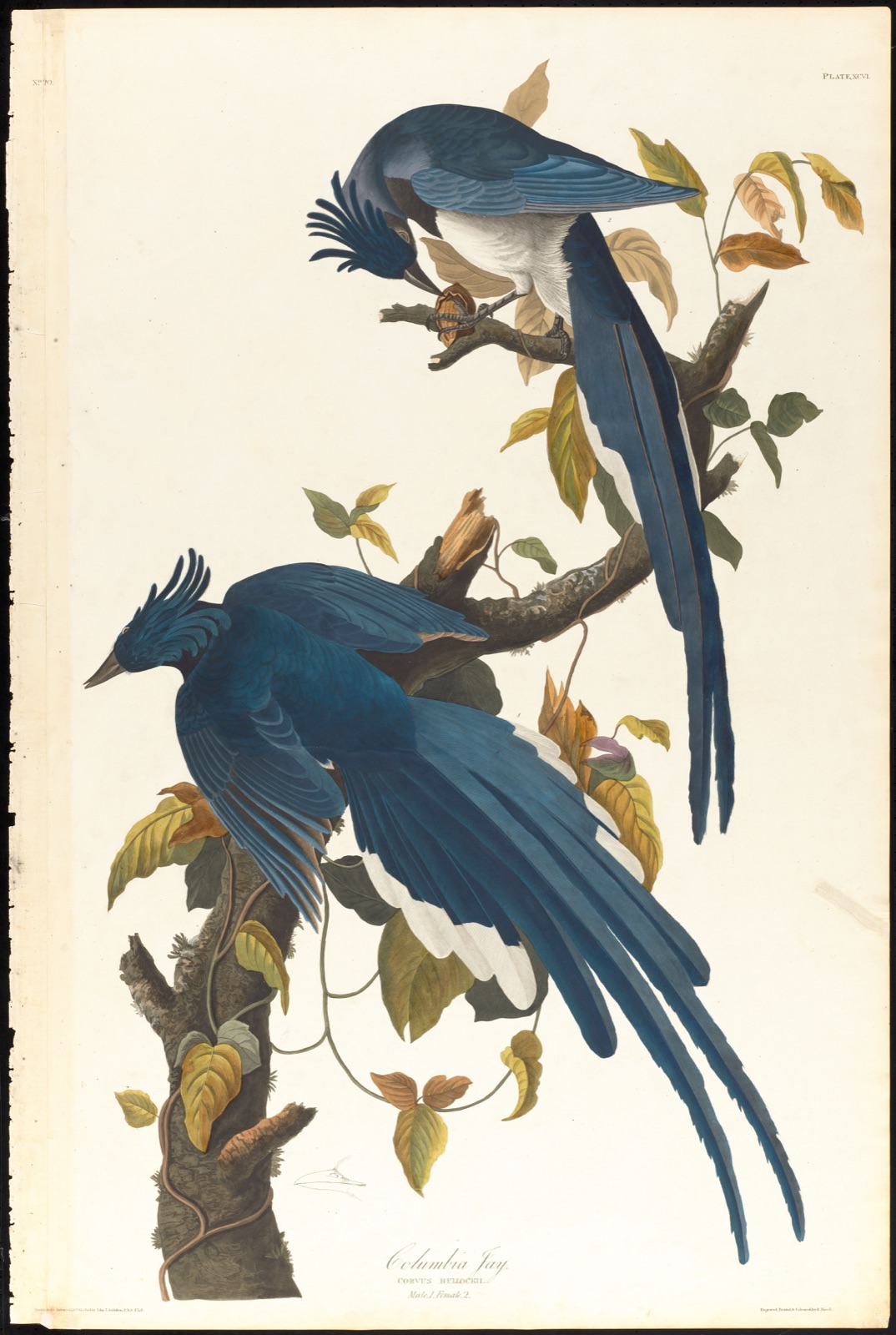 Columbia jay — Audubon, John James, 1785-1851 (Artist); Havell, Robert, 1793-1878 (Engraver)