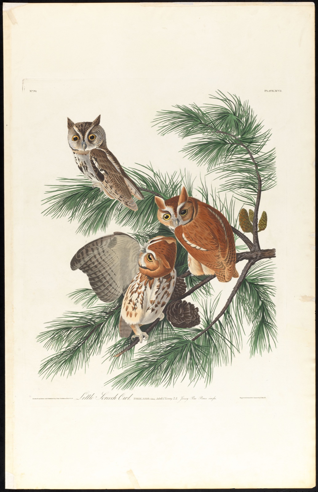 Little screech owl — Audubon, John James, 1785-1851 (Artist); Havell, Robert, 1793-1878 (Engraver)