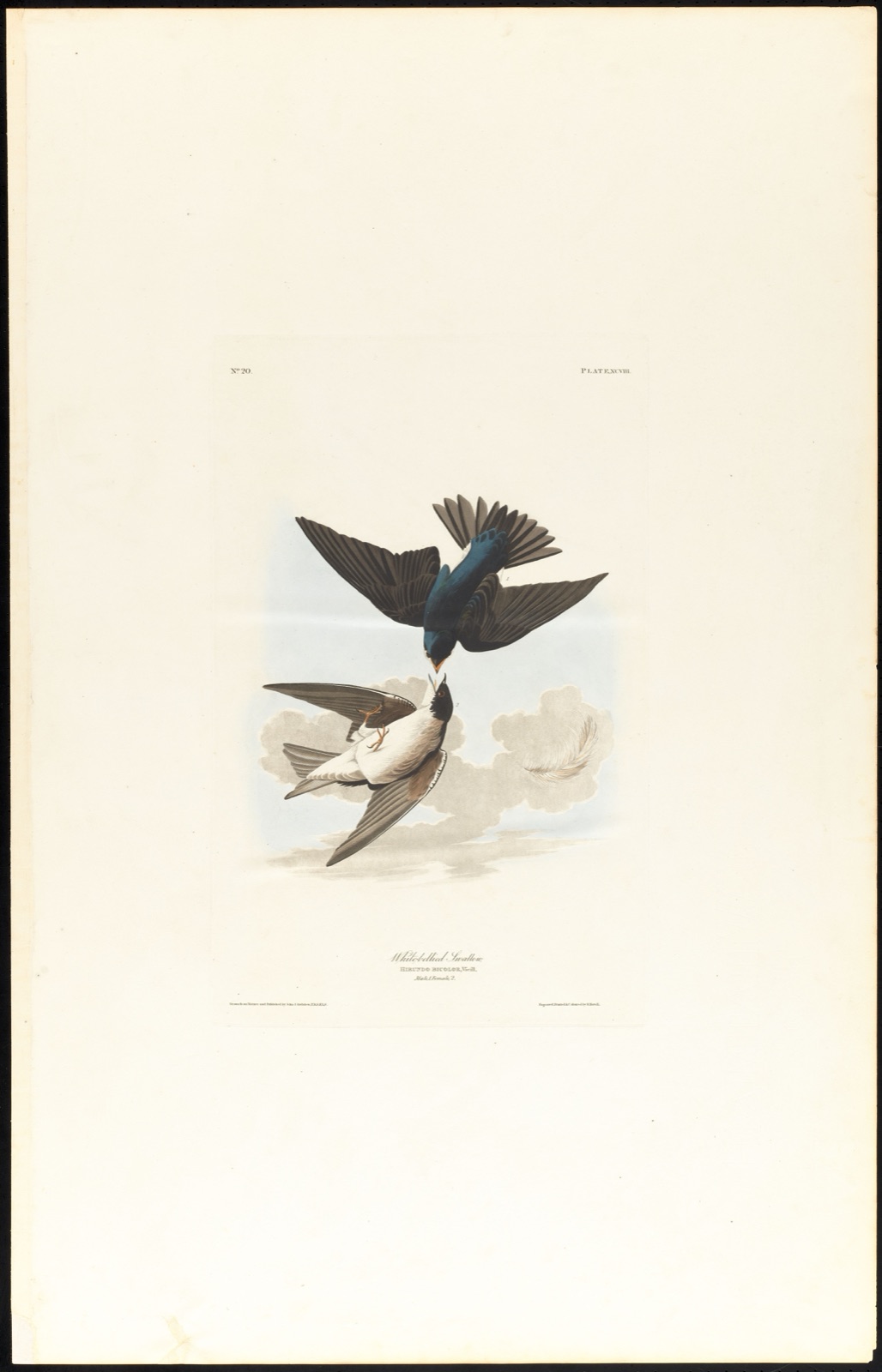 White-bellied swallow — Audubon, John James, 1785-1851 (Artist); Havell, Robert, 1793-1878 (Engraver)