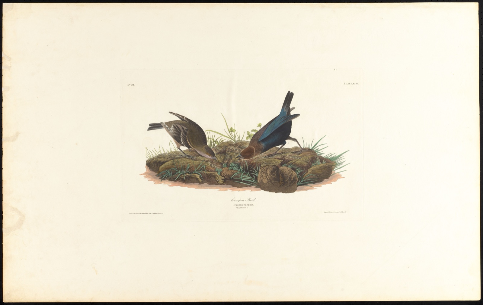Cow-pen bird — Audubon, John James, 1785-1851 (Artist); Havell, Robert, 1793-1878 (Engraver)