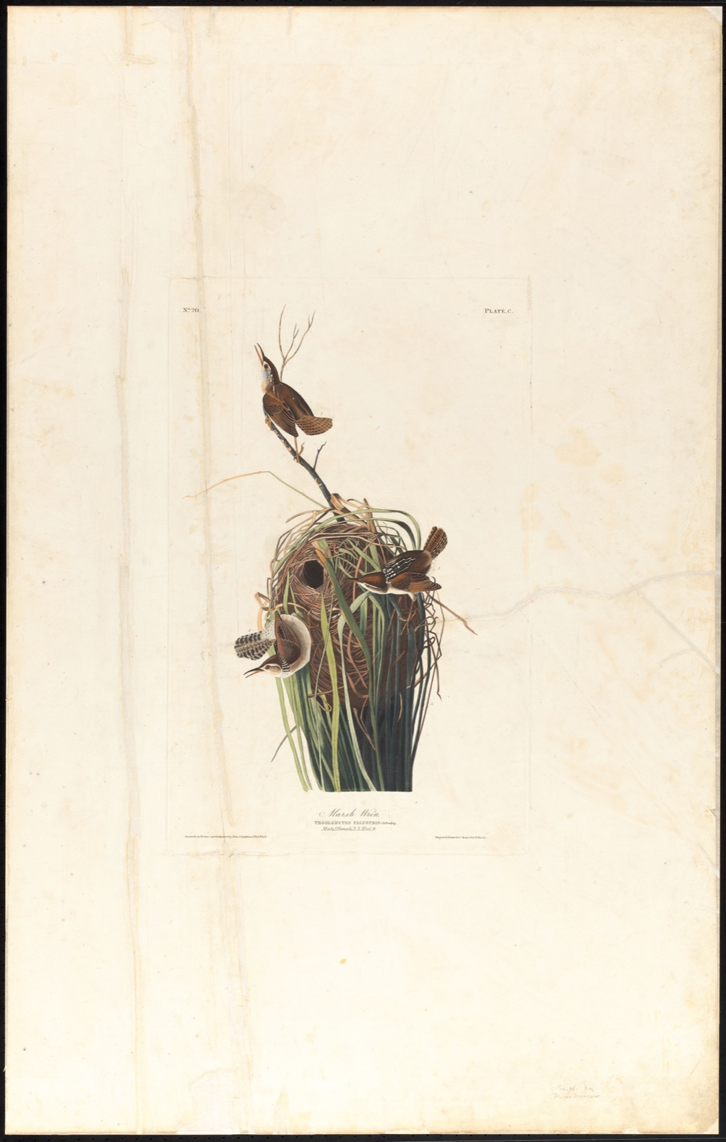 Marsh wren — Audubon, John James, 1785-1851 (Artist); Havell, Robert, 1793-1878 (Engraver)