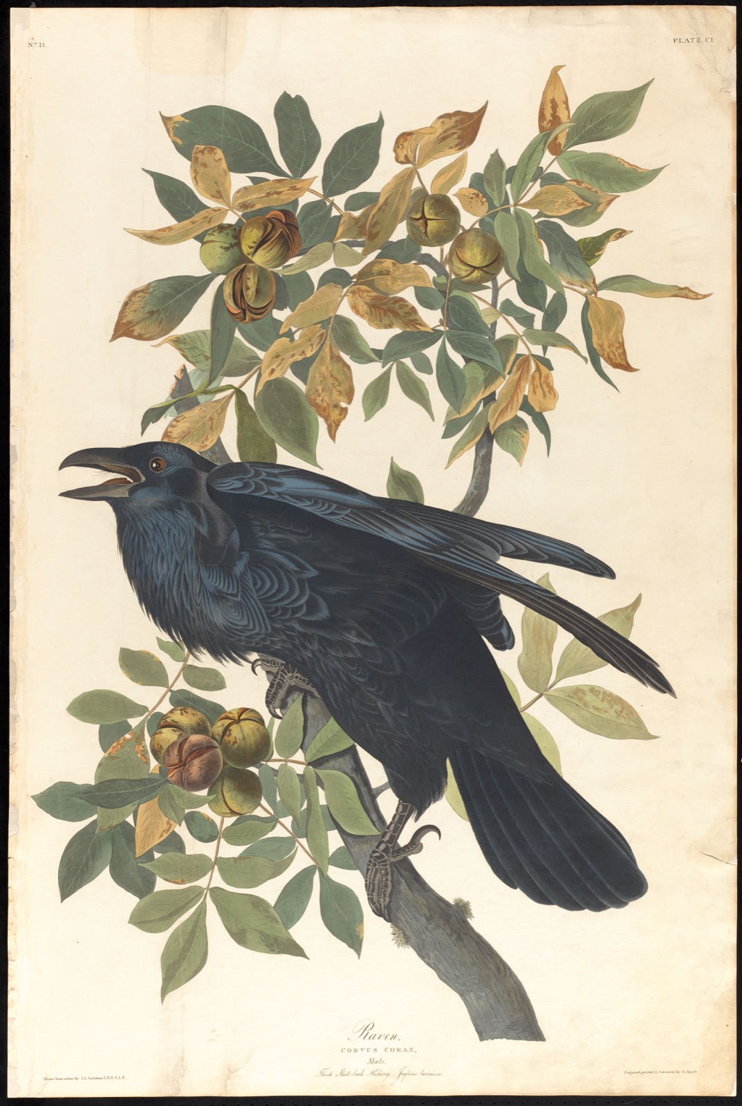 Raven — Audubon, John James, 1785-1851 (Artist); Havell, Robert, 1793-1878 (Engraver)