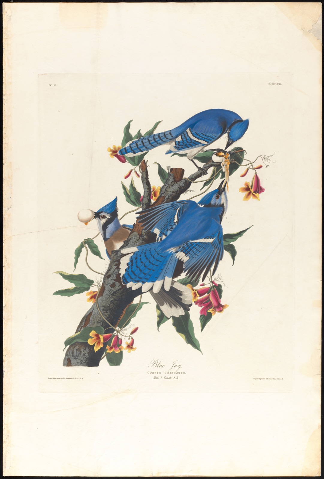 Blue jay — Audubon, John James, 1785-1851 (Artist); Havell, Robert, 1793-1878 (Engraver)