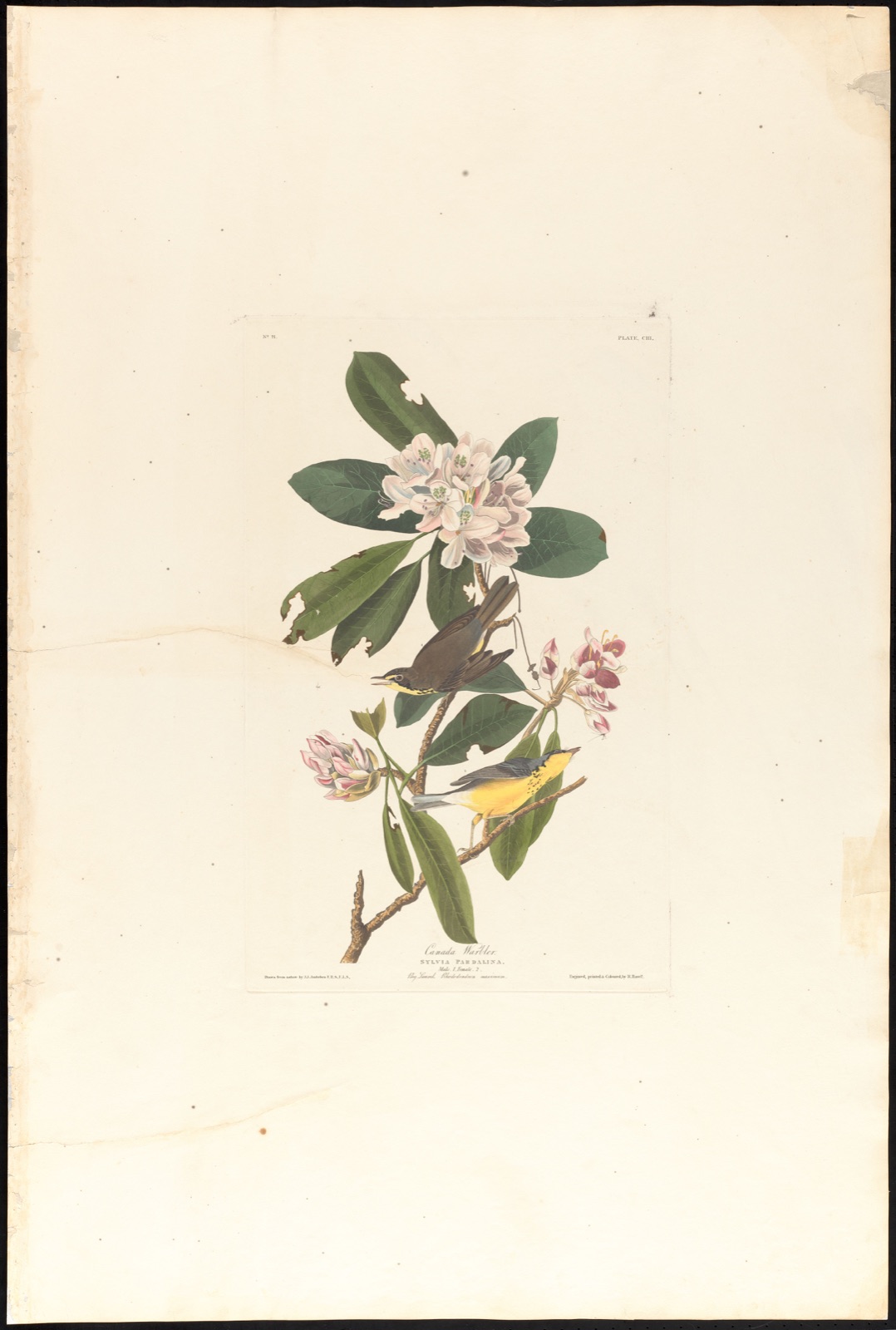 Canada warbler — Audubon, John James, 1785-1851 (Artist); Havell, Robert, 1793-1878 (Engraver)