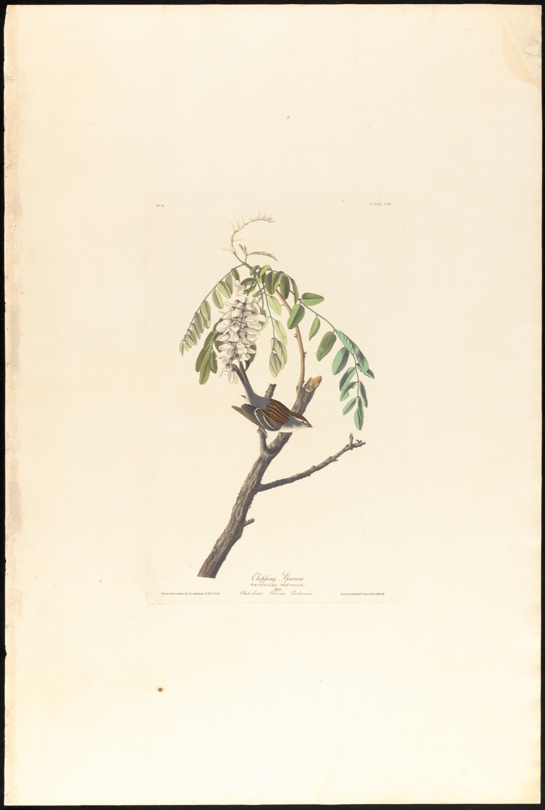 Chipping sparrow — Audubon, John James, 1785-1851 (Artist); Havell, Robert, 1793-1878 (Engraver)