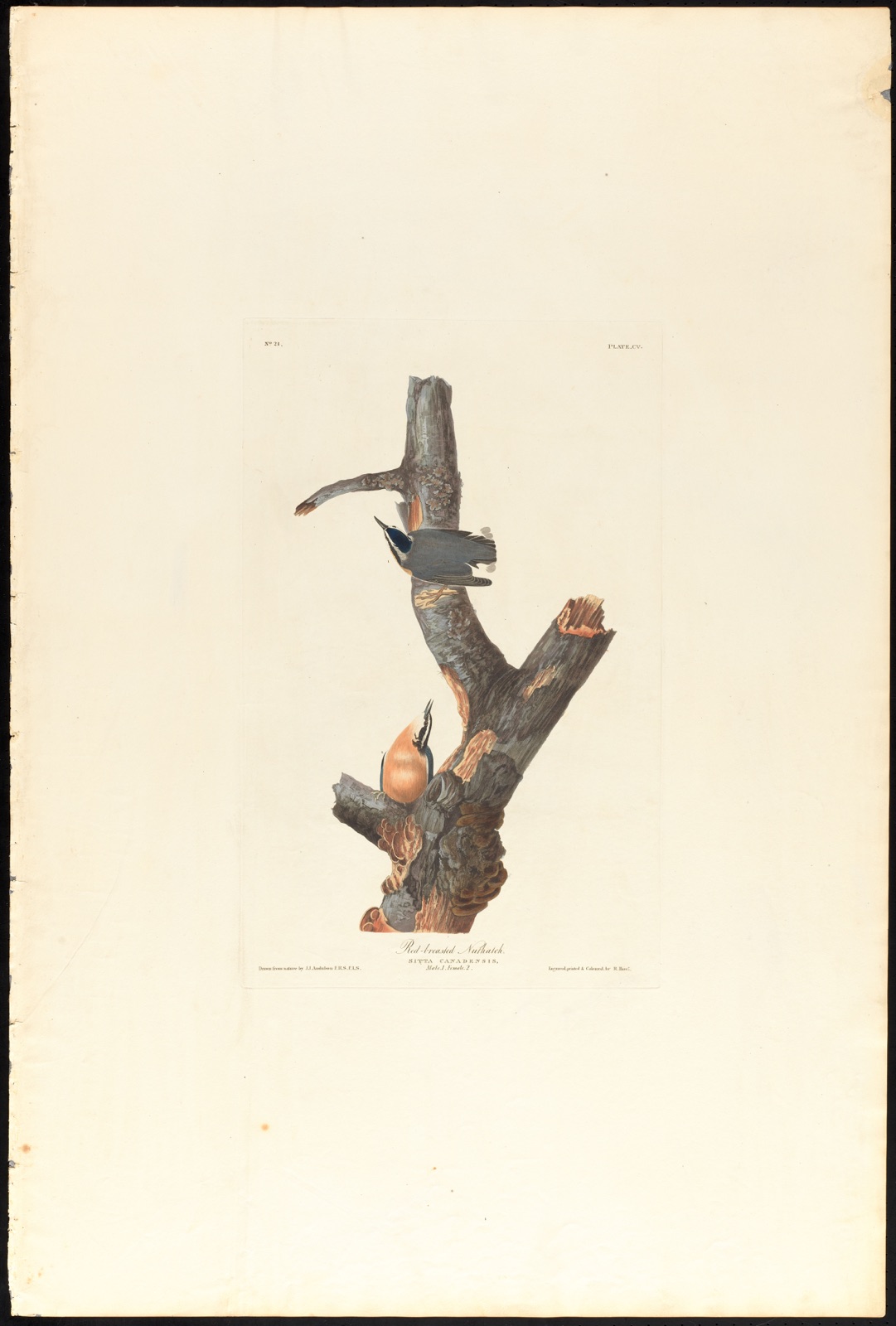 Red-breasted nuthatch — Audubon, John James, 1785-1851 (Artist); Havell, Robert, 1793-1878 (Engraver)
