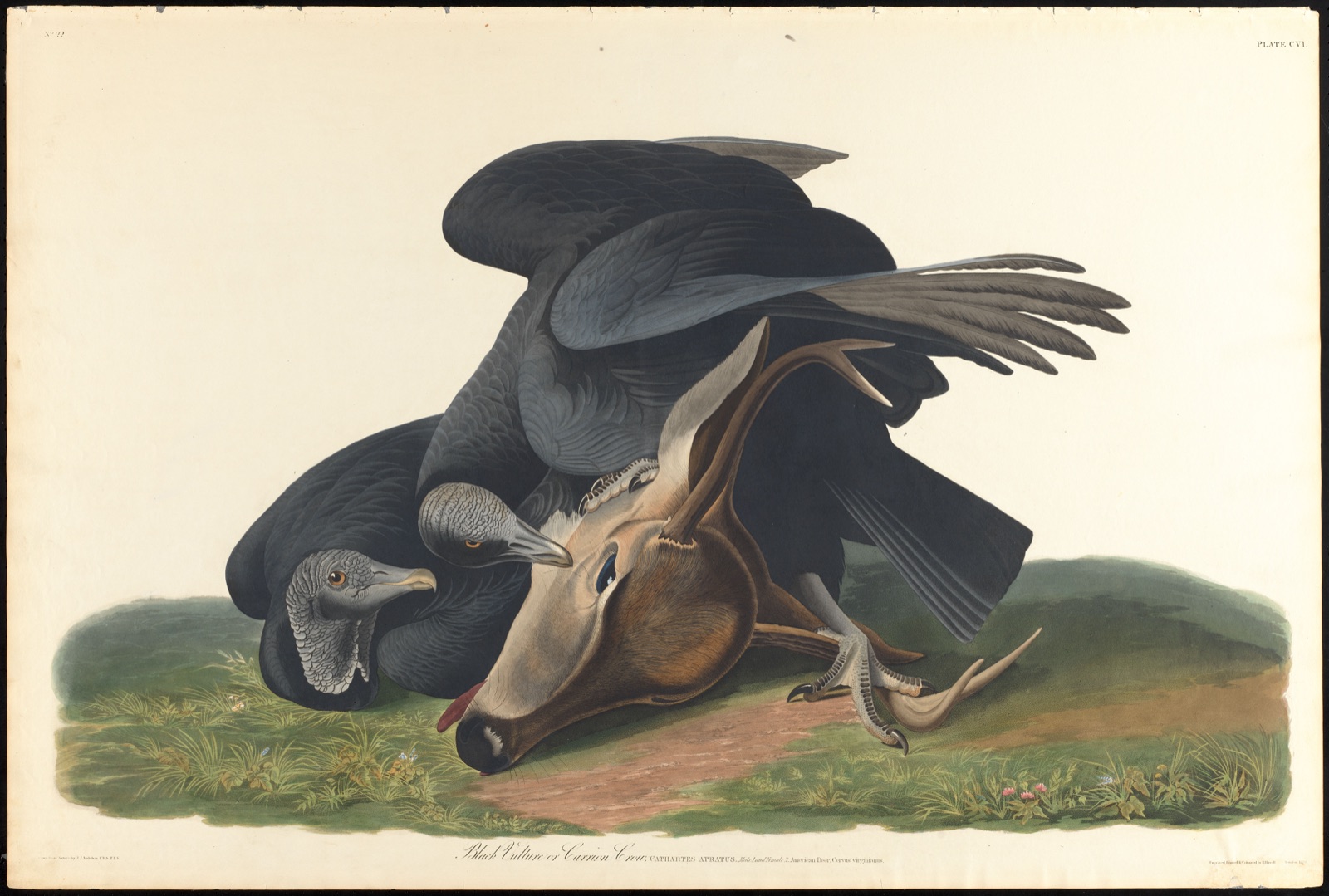 Black vulture or common crow — Audubon, John James, 1785-1851 (Artist); Havell, Robert, 1793-1878 (Engraver)