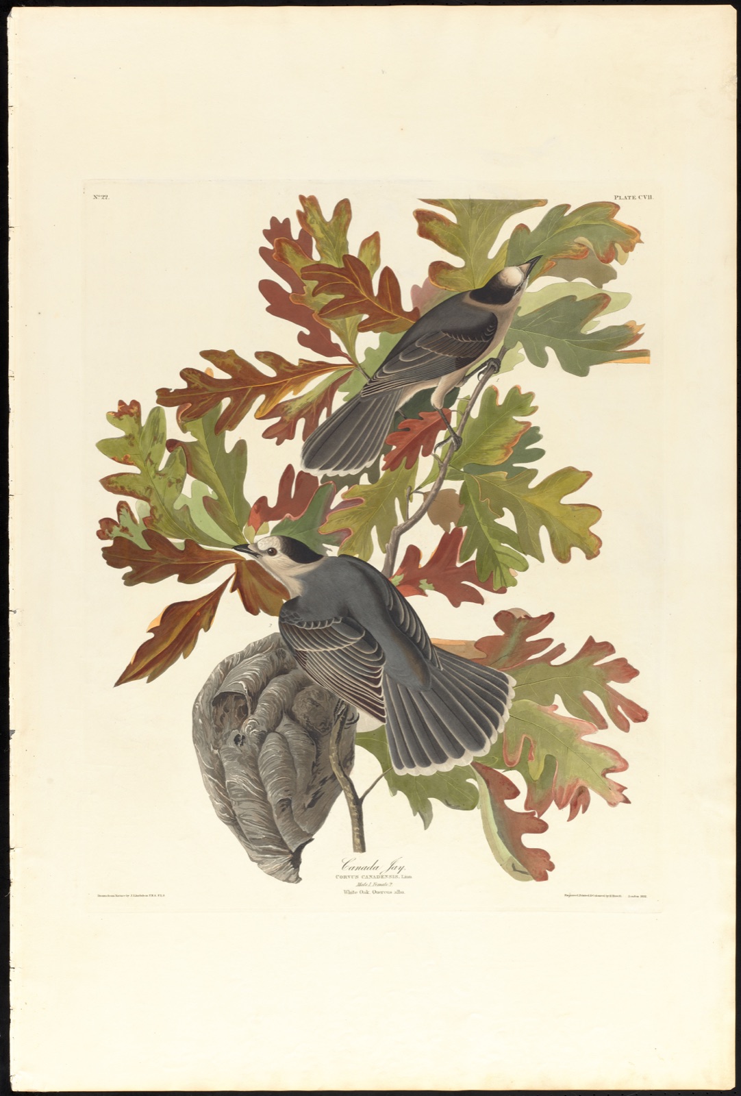 Canada jay — Audubon, John James, 1785-1851 (Artist); Havell, Robert, 1793-1878 (Engraver)