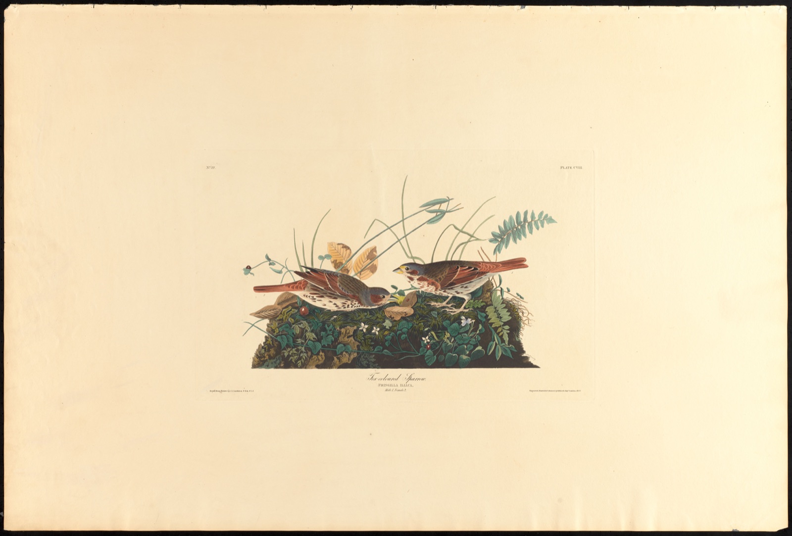 Fox-coloured sparrow — Audubon, John James, 1785-1851 (Artist); Havell, Robert, 1793-1878 (Engraver)
