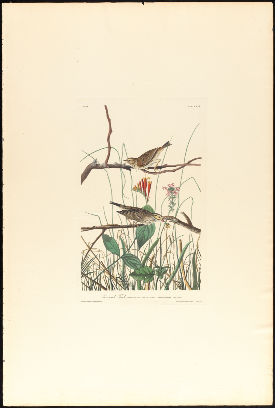 Savannah finch — Audubon, John James, 1785-1851 (Artist); Havell, Robert, 1793-1878 (Engraver)