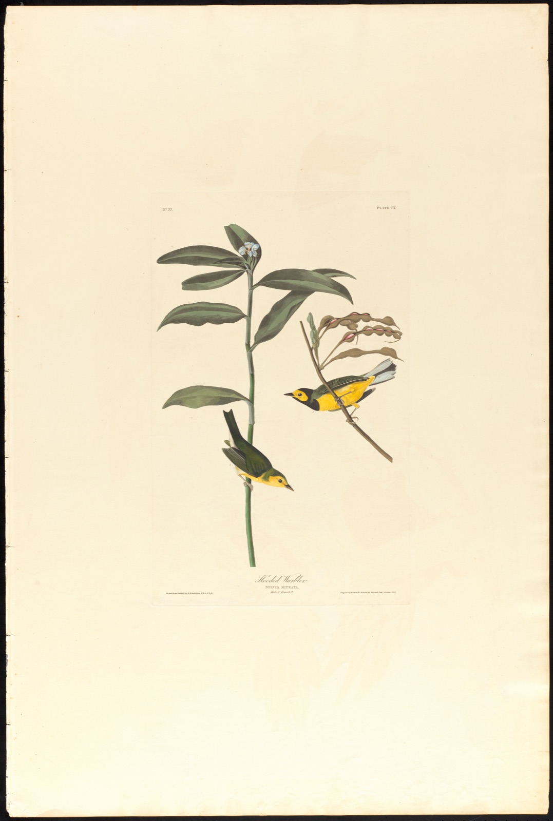 Hooded warbler — Audubon, John James, 1785-1851 (Artist); Havell, Robert, 1793-1878 (Engraver)