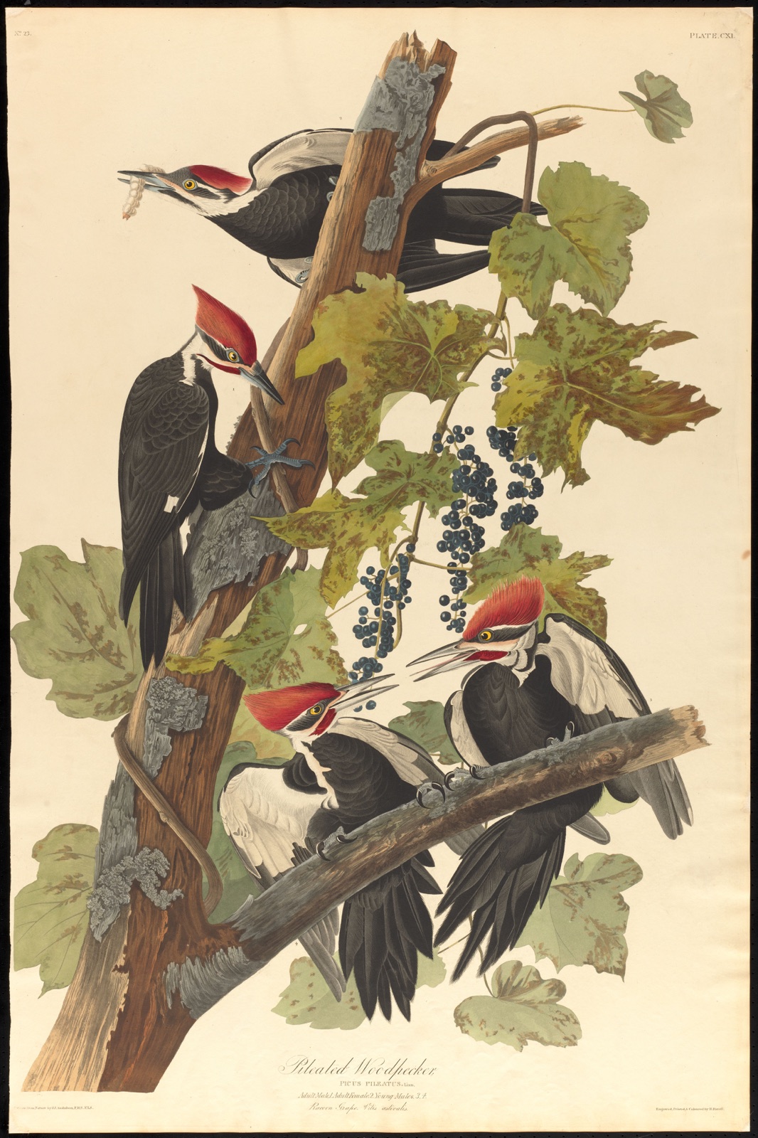 Pileated woodpecker — Audubon, John James, 1785-1851 (Artist); Havell, Robert, 1793-1878 (Engraver)