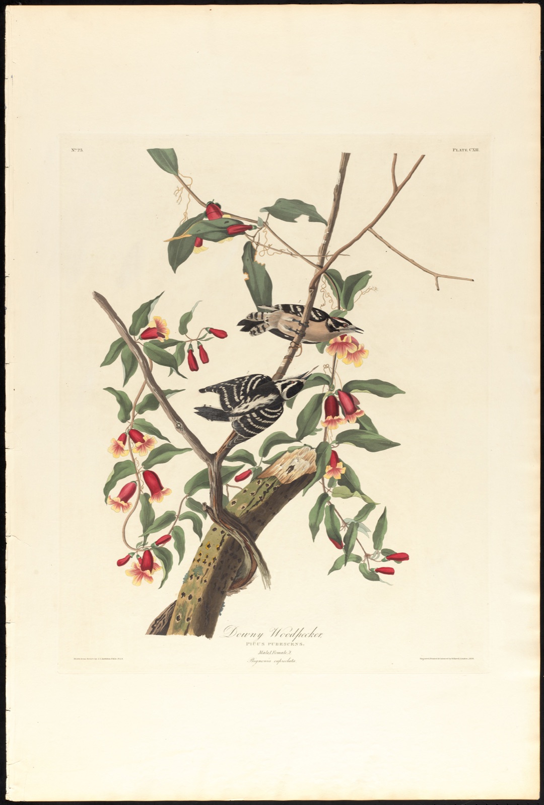 Downy woodpecker — Audubon, John James, 1785-1851 (Artist); Havell, Robert, 1793-1878 (Engraver)