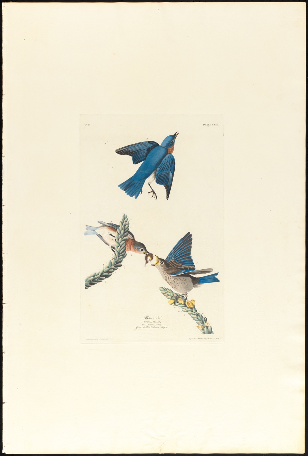 Blue-bird — Audubon, John James, 1785-1851 (Artist); Havell, Robert, 1793-1878 (Engraver)