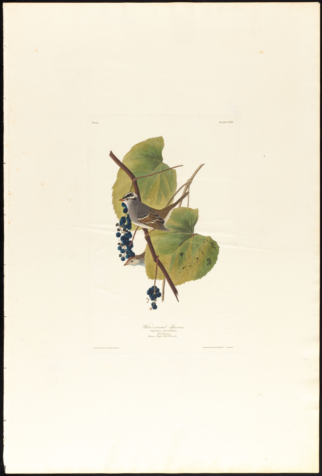 White-crowned sparrow — Audubon, John James, 1785-1851 (Artist); Havell, Robert, 1793-1878 (Engraver)