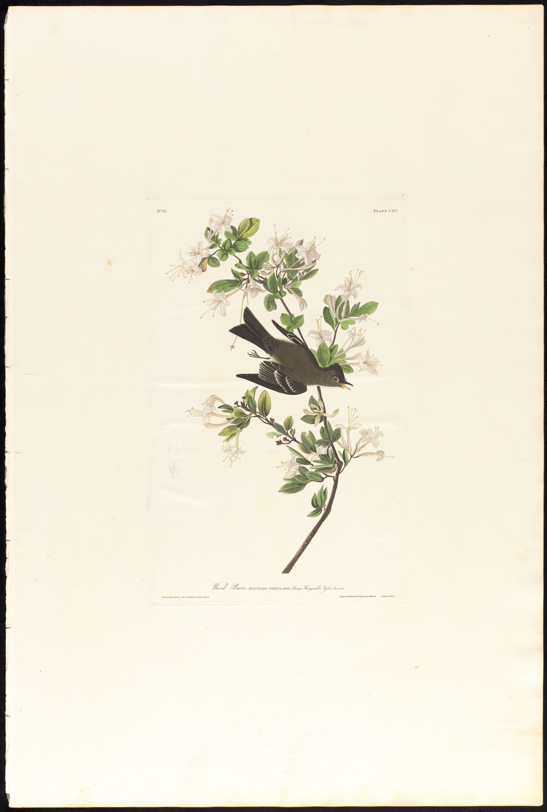 Wood pewee — Audubon, John James, 1785-1851 (Artist); Havell, Robert, 1793-1878 (Engraver)