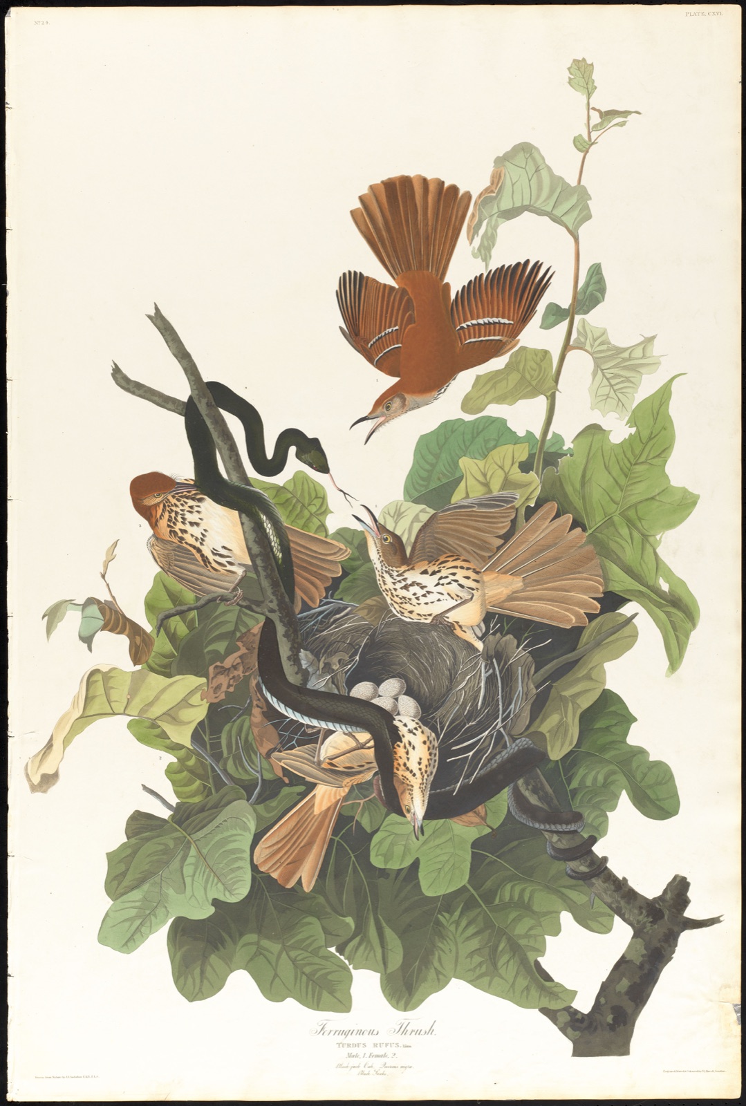 Ferruginous thrush — Audubon, John James, 1785-1851 (Artist); Havell, Robert, 1793-1878 (Engraver)
