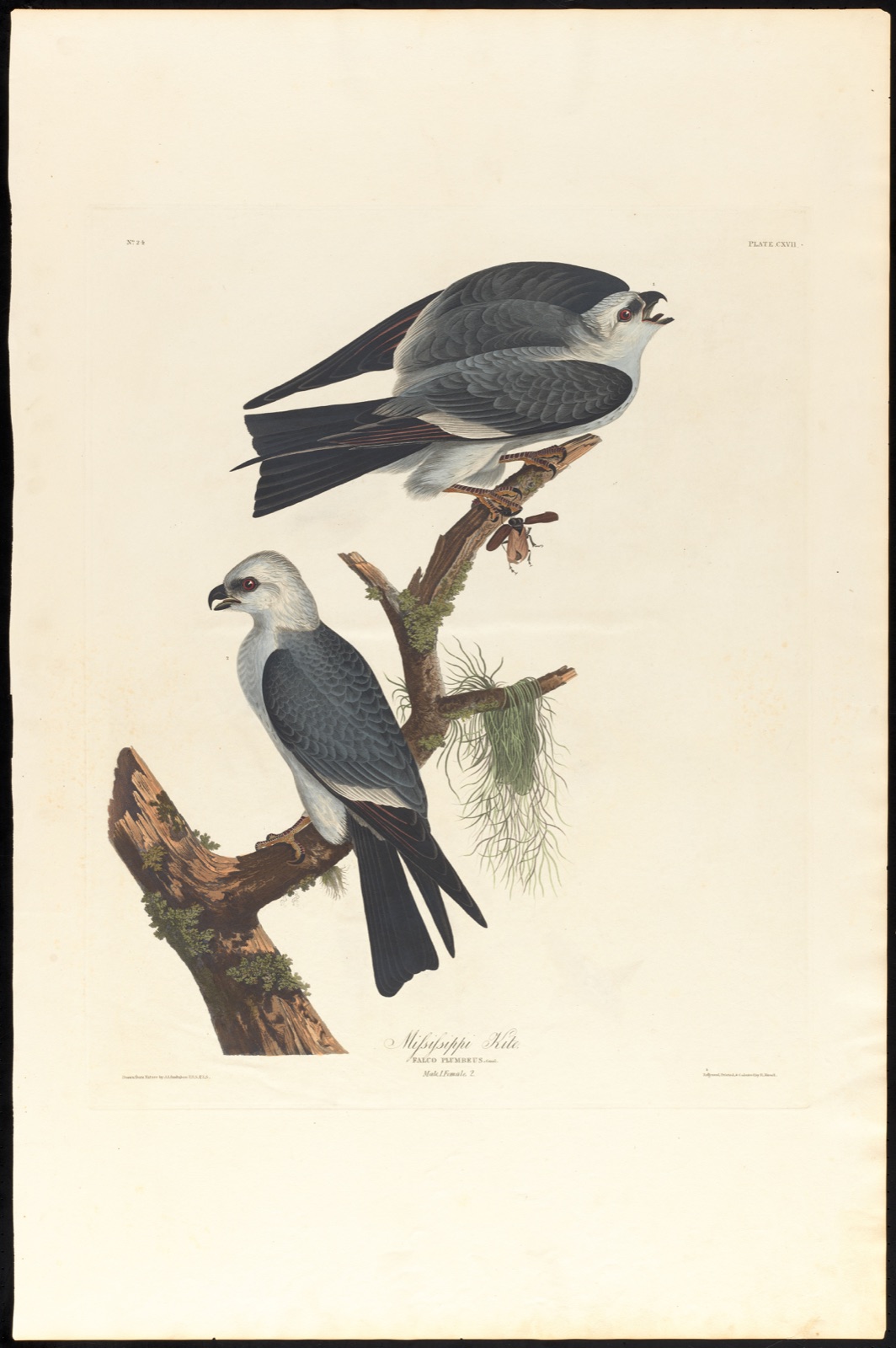 Mississippi kite — Audubon, John James, 1785-1851 (Artist); Havell, Robert, 1793-1878 (Engraver)