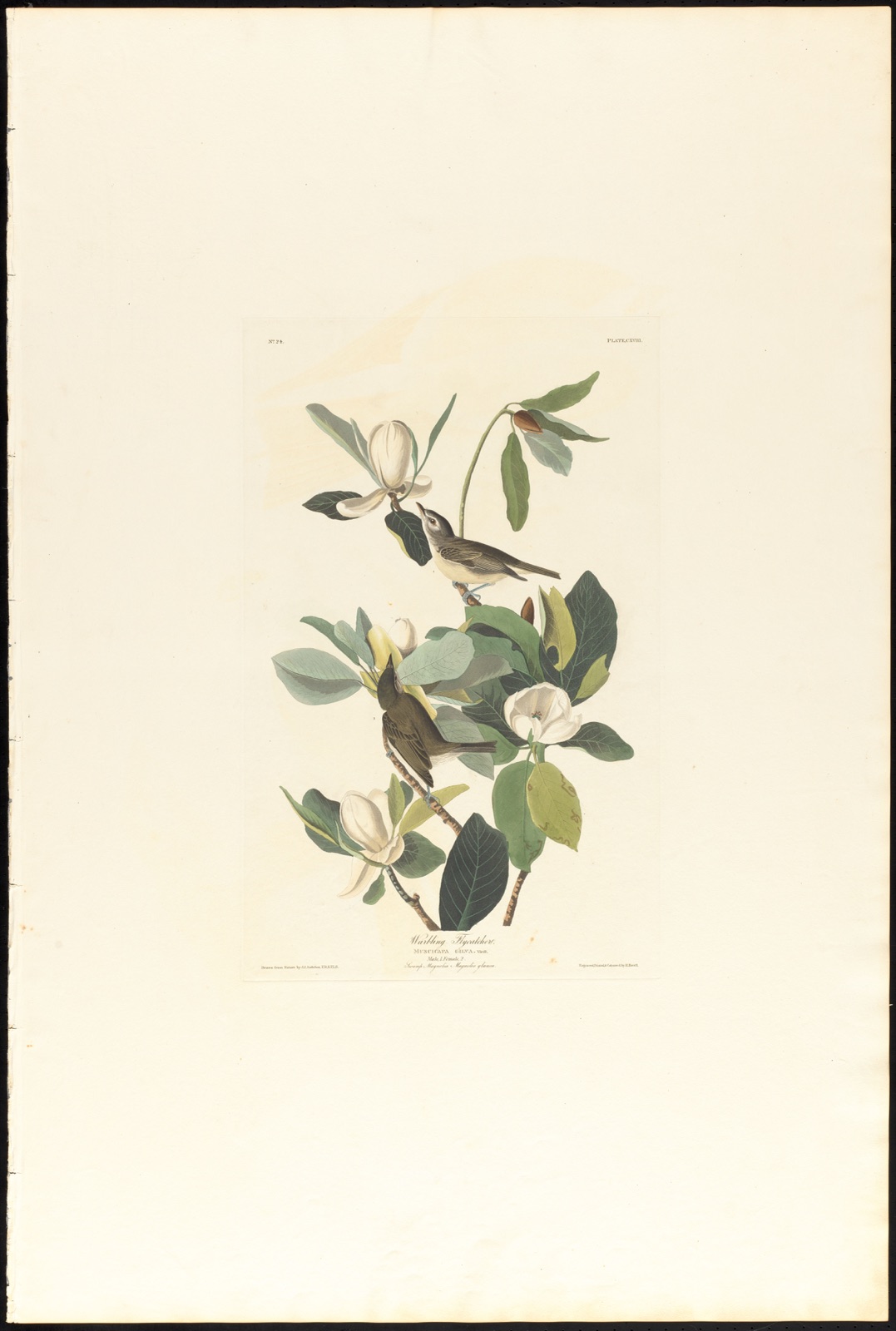 Warbling flycatcher — Audubon, John James, 1785-1851 (Artist); Havell, Robert, 1793-1878 (Engraver)