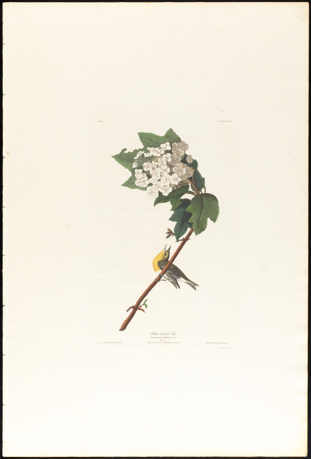 Yellow-throated vireo — Audubon, John James, 1785-1851 (Artist); Havell, Robert, 1793-1878 (Engraver)