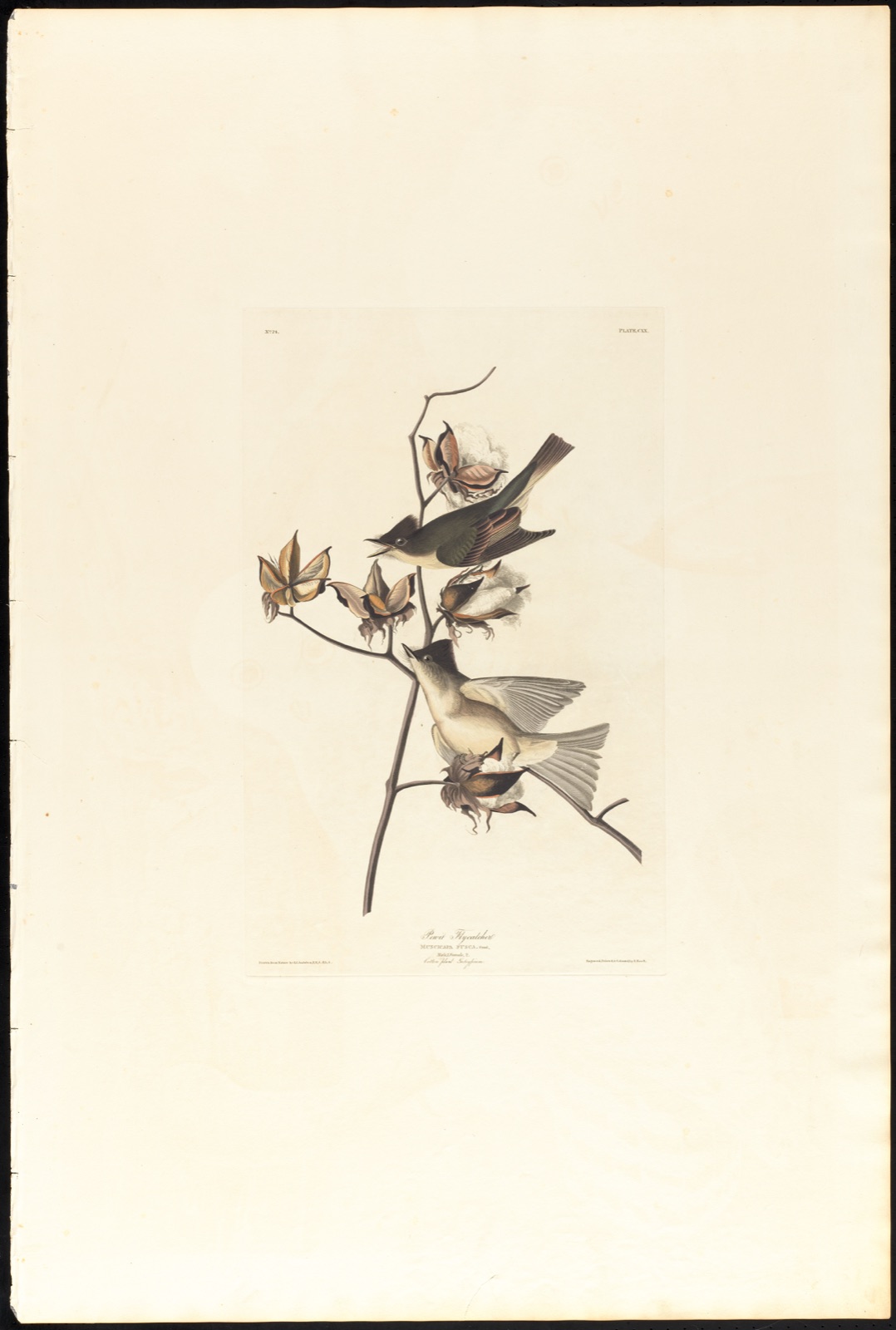 Pewit flycatcher — Audubon, John James, 1785-1851 (Artist); Havell, Robert, 1793-1878 (Engraver)