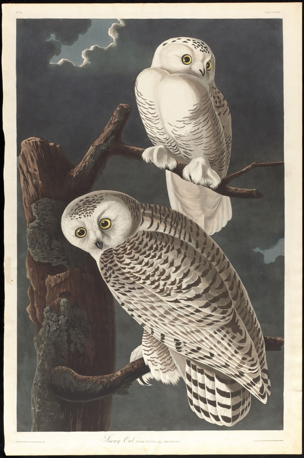 Snowy owl — Audubon, John James, 1785-1851 (Artist); Havell, Robert, 1793-1878 (Engraver)