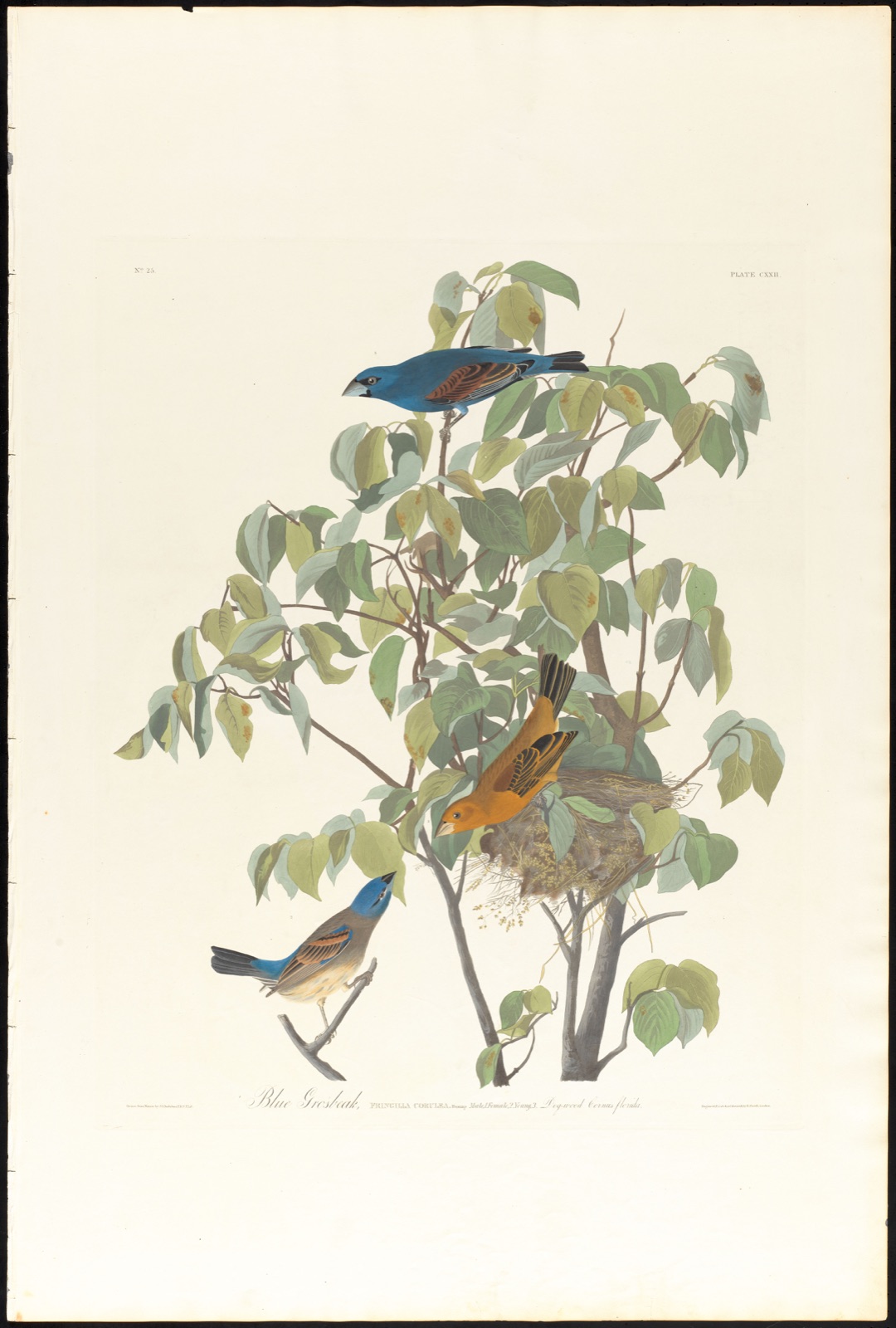 Blue grosbeak — Audubon, John James, 1785-1851 (Artist); Havell, Robert, 1793-1878 (Engraver)