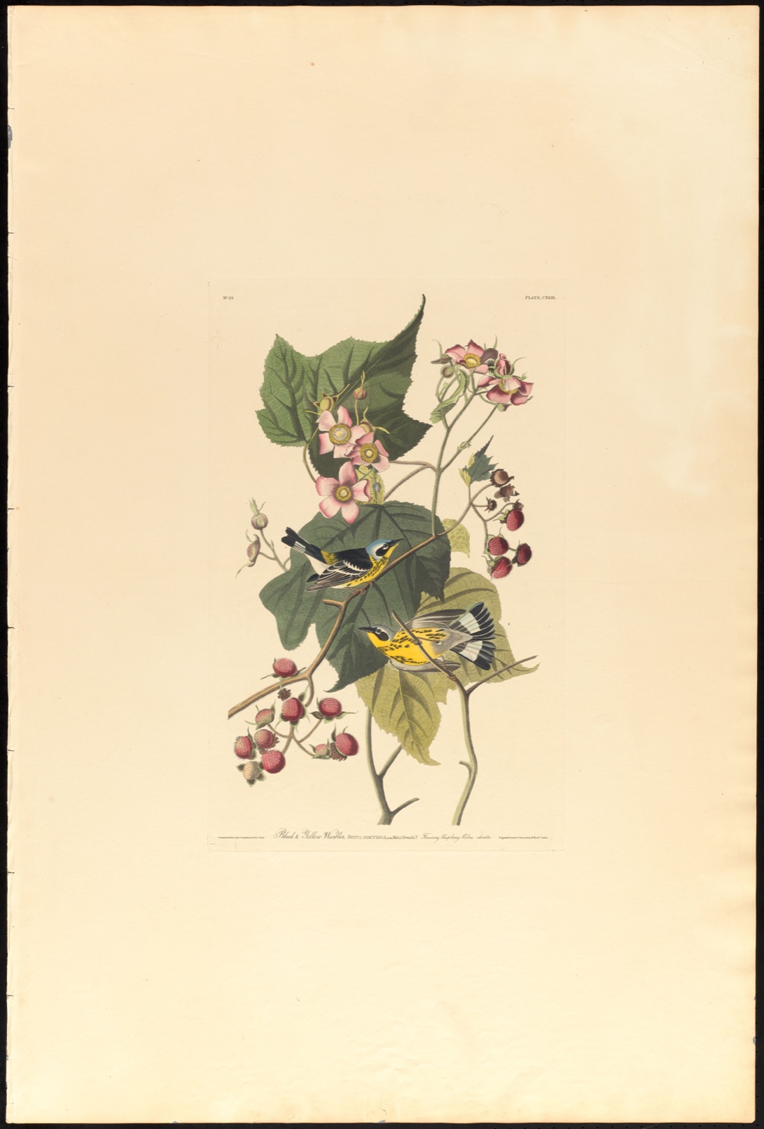 Black & yellow warbler — Audubon, John James, 1785-1851 (Artist); Havell, Robert, 1793-1878 (Engraver)