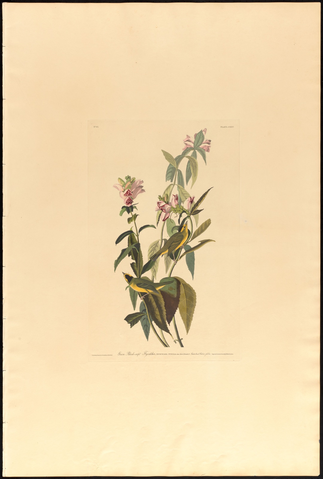 Green black-capt flycatcher — Audubon, John James, 1785-1851 (Artist); Havell, Robert, 1793-1878 (Engraver)