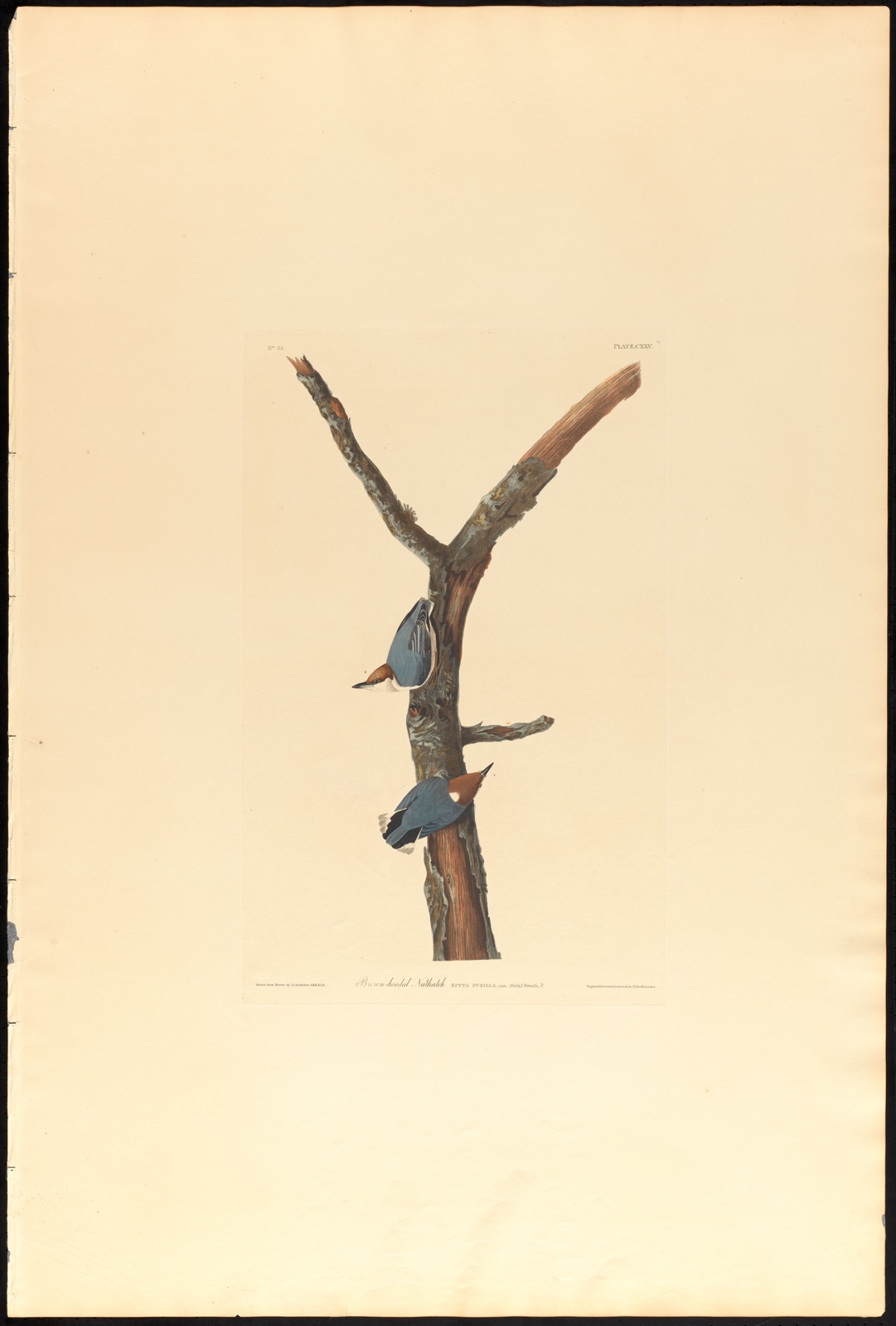 Brown-headed nuthatch — Audubon, John James, 1785-1851 (Artist); Havell, Robert, 1793-1878 (Engraver)