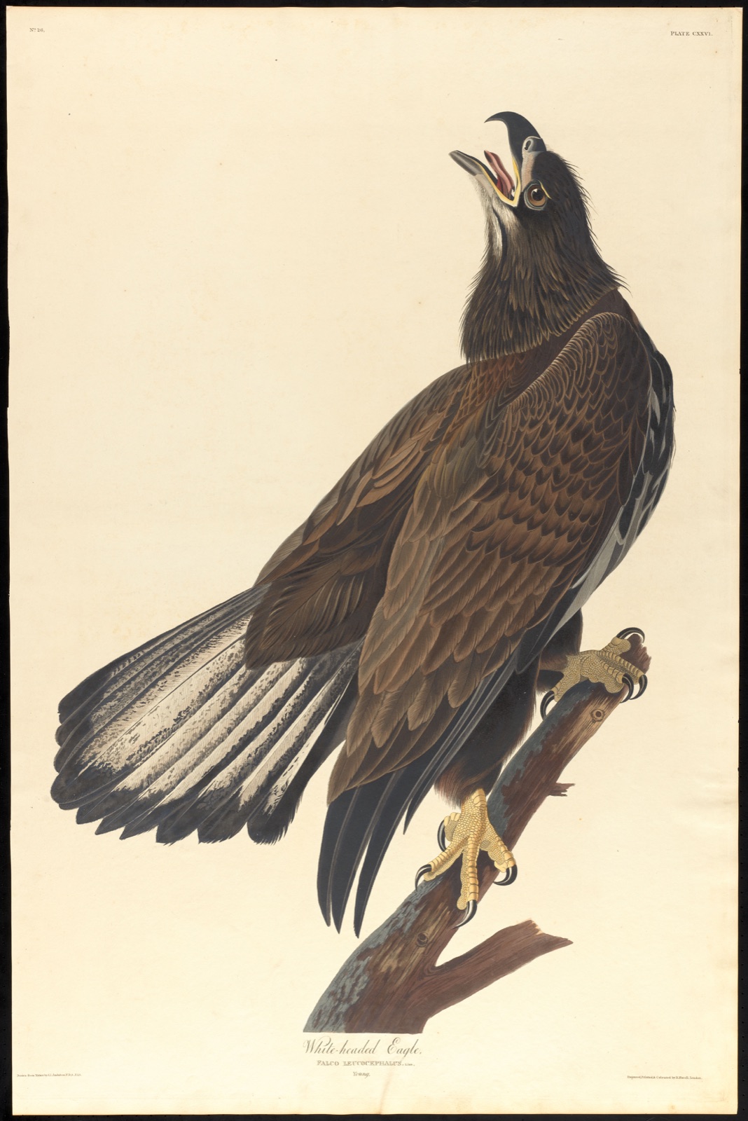 White-headed eagle — Audubon, John James, 1785-1851 (Artist); Havell, Robert, 1793-1878 (Engraver)
