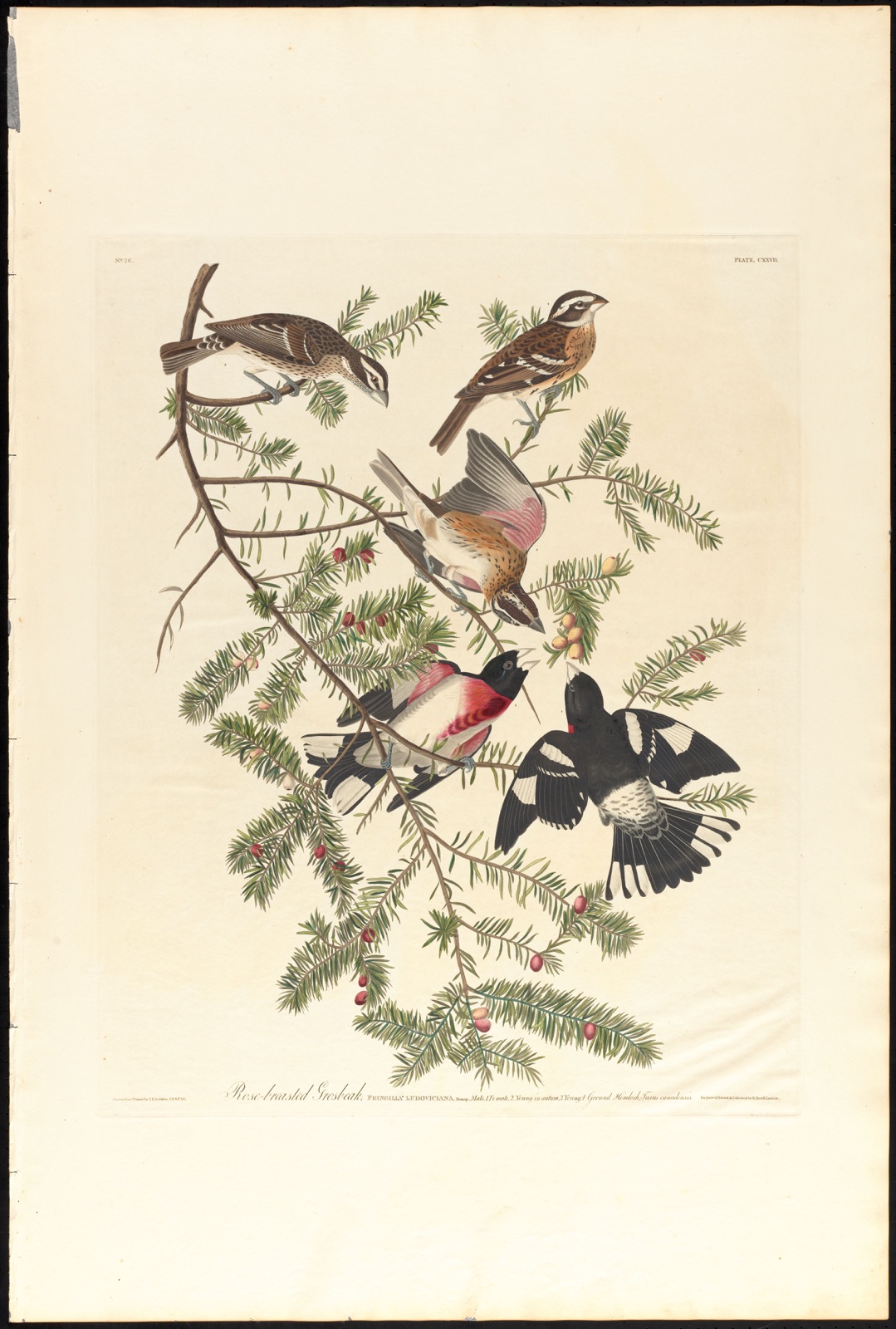 Rose-breasted grosbeak — Audubon, John James, 1785-1851 (Artist); Havell, Robert, 1793-1878 (Engraver)